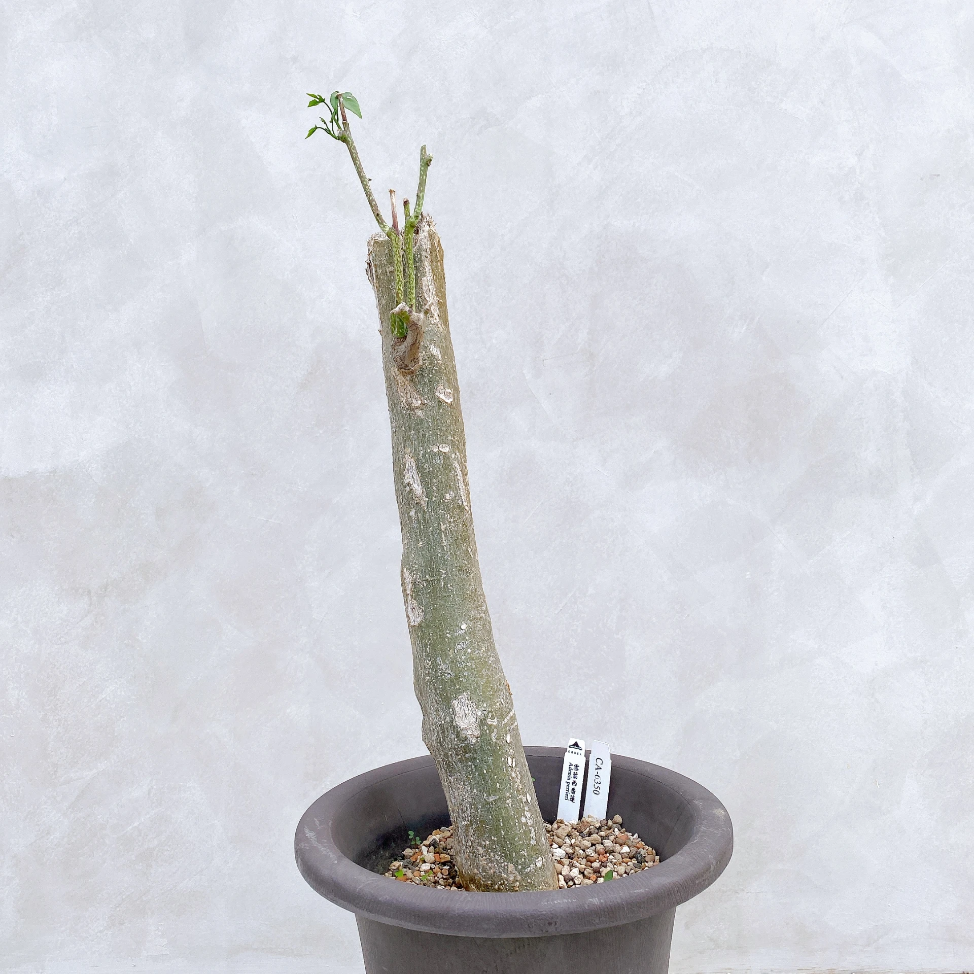 雪葉西番蓮 Adenia perrieri CA-6350