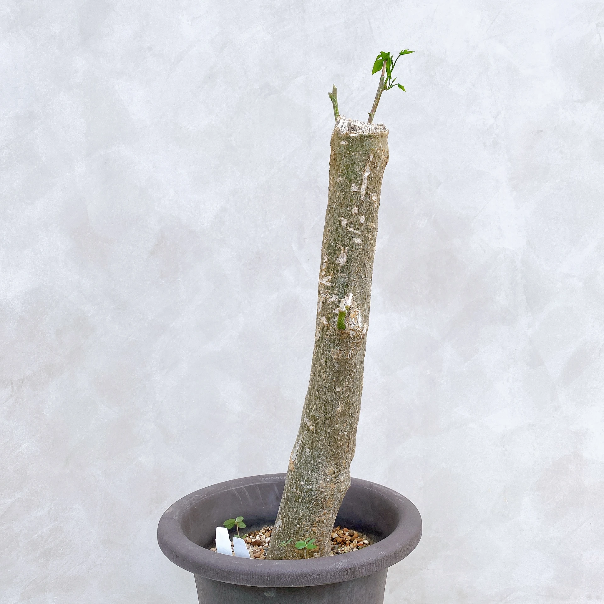 雪葉西番蓮 Adenia perrieri CA-6350