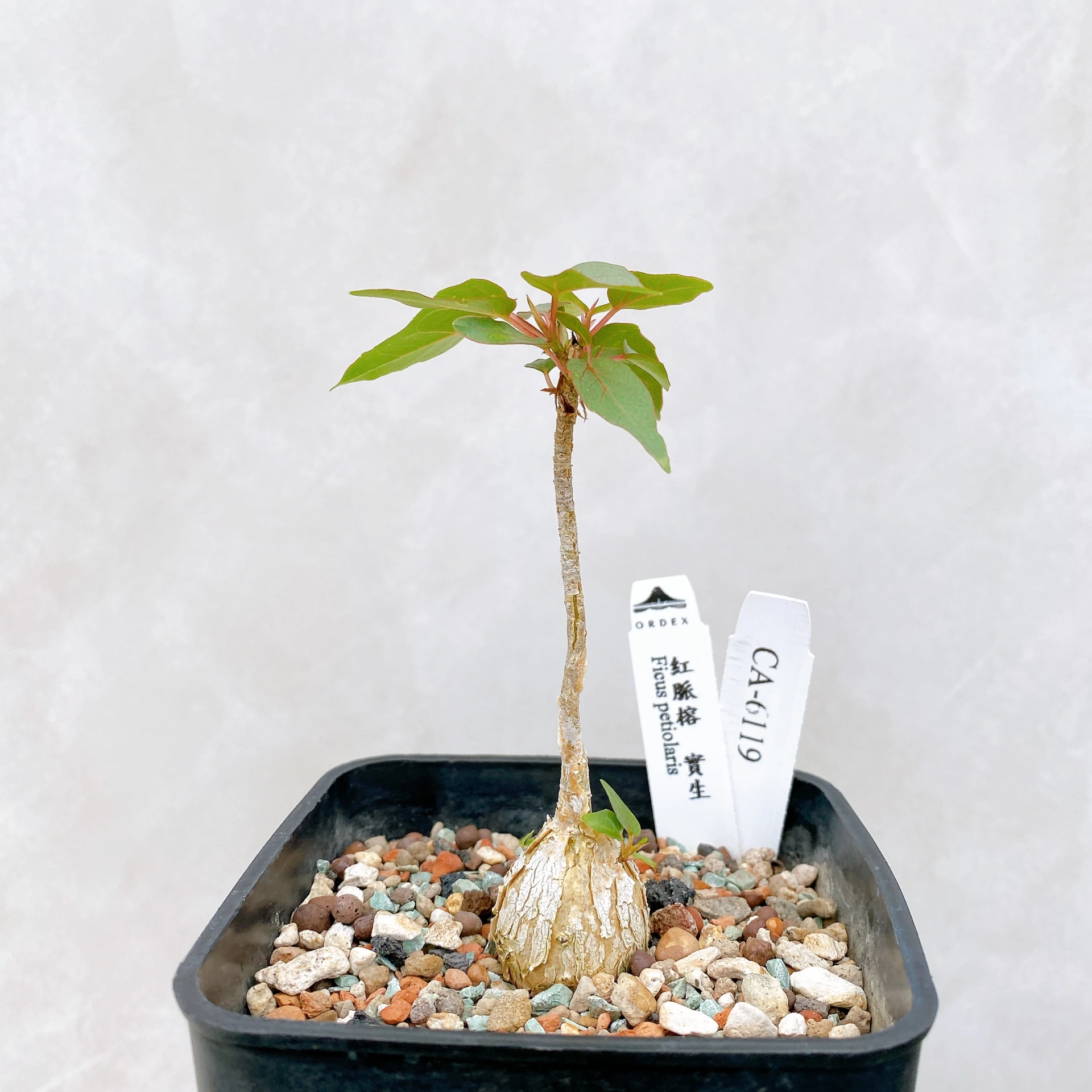 紅脈榕 Ficus petiolaris CA-6119