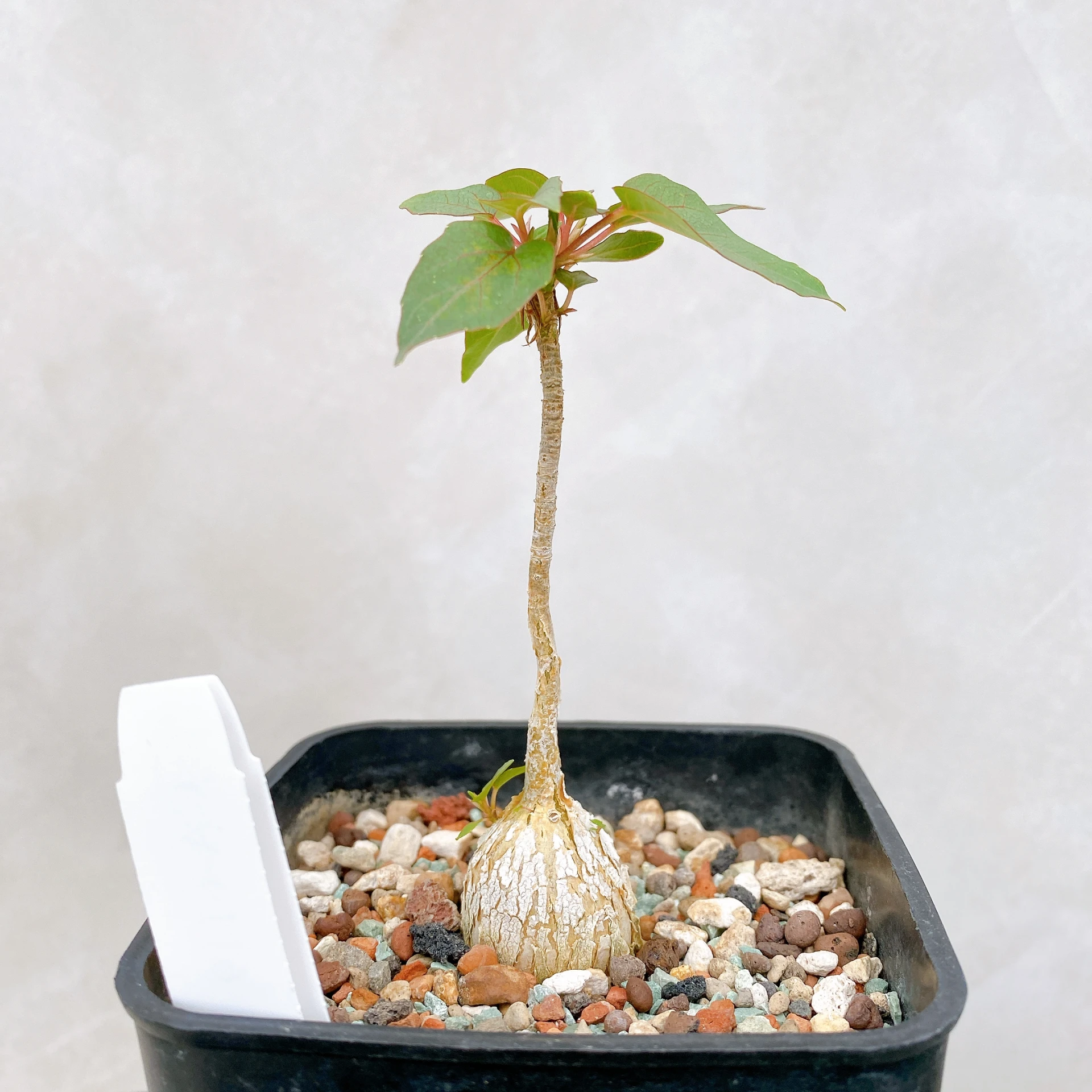 紅脈榕 Ficus petiolaris CA-6119