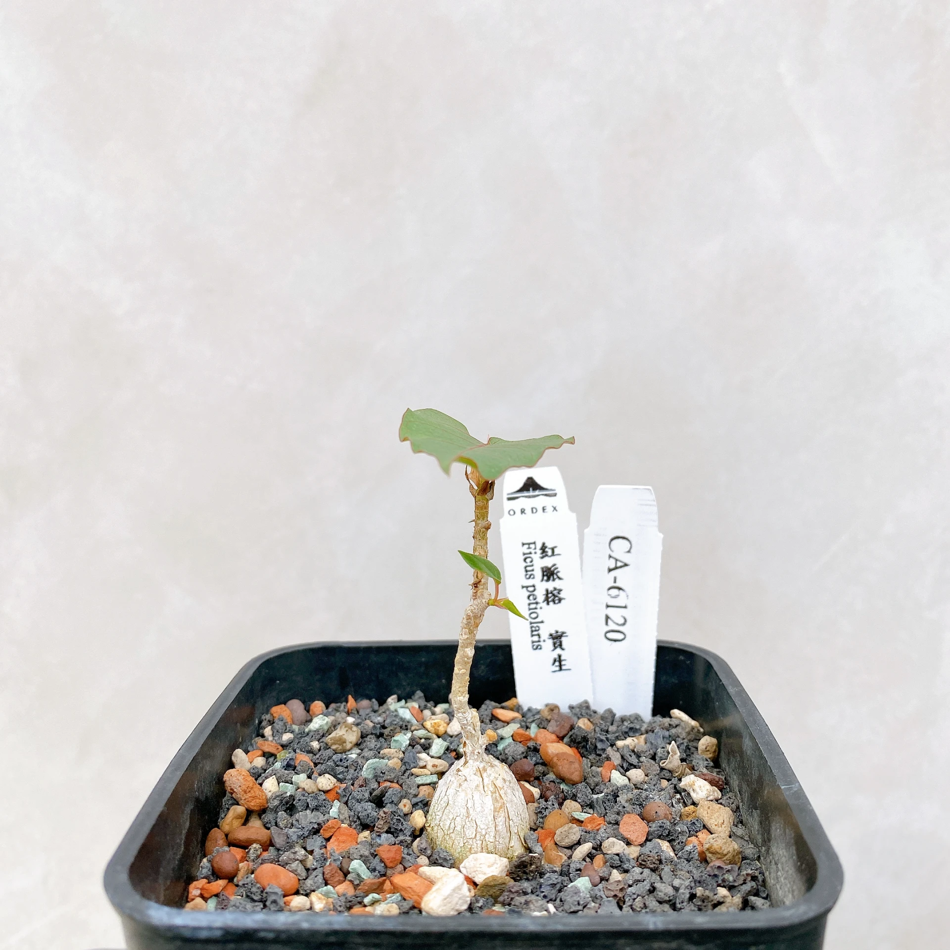 紅脈榕 Ficus petiolaris CA-6120