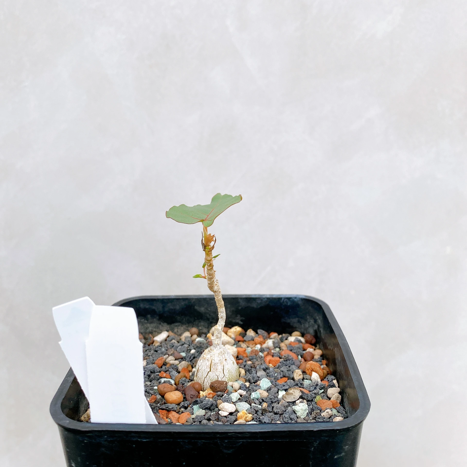 紅脈榕 Ficus petiolaris CA-6120