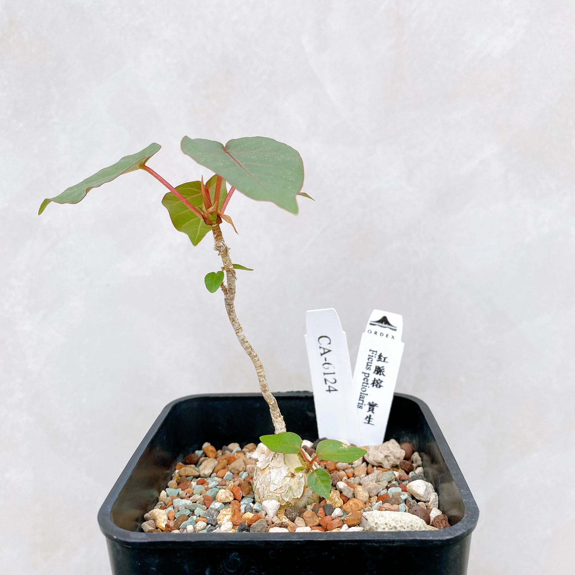 紅脈榕 Ficus petiolaris CA-6124