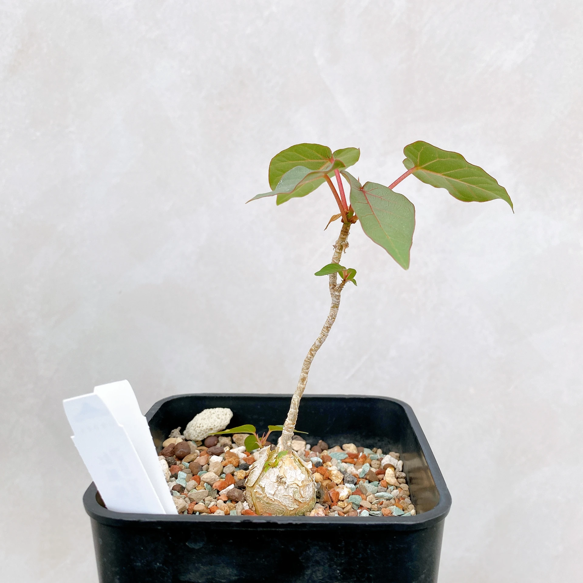紅脈榕 Ficus petiolaris CA-6124