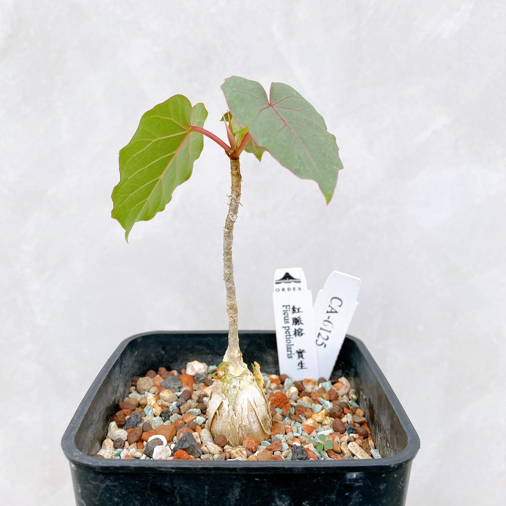 紅脈榕 Ficus petiolaris CA-6125