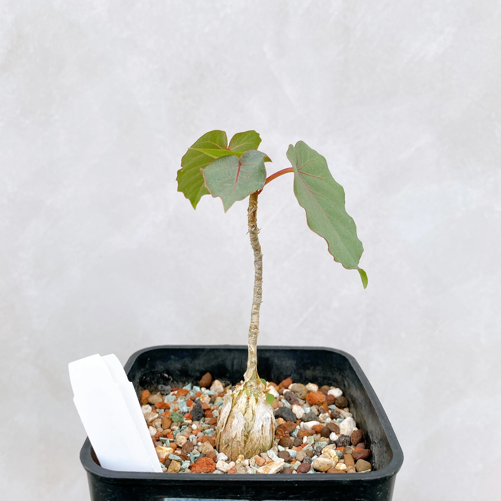 紅脈榕 Ficus petiolaris CA-6125