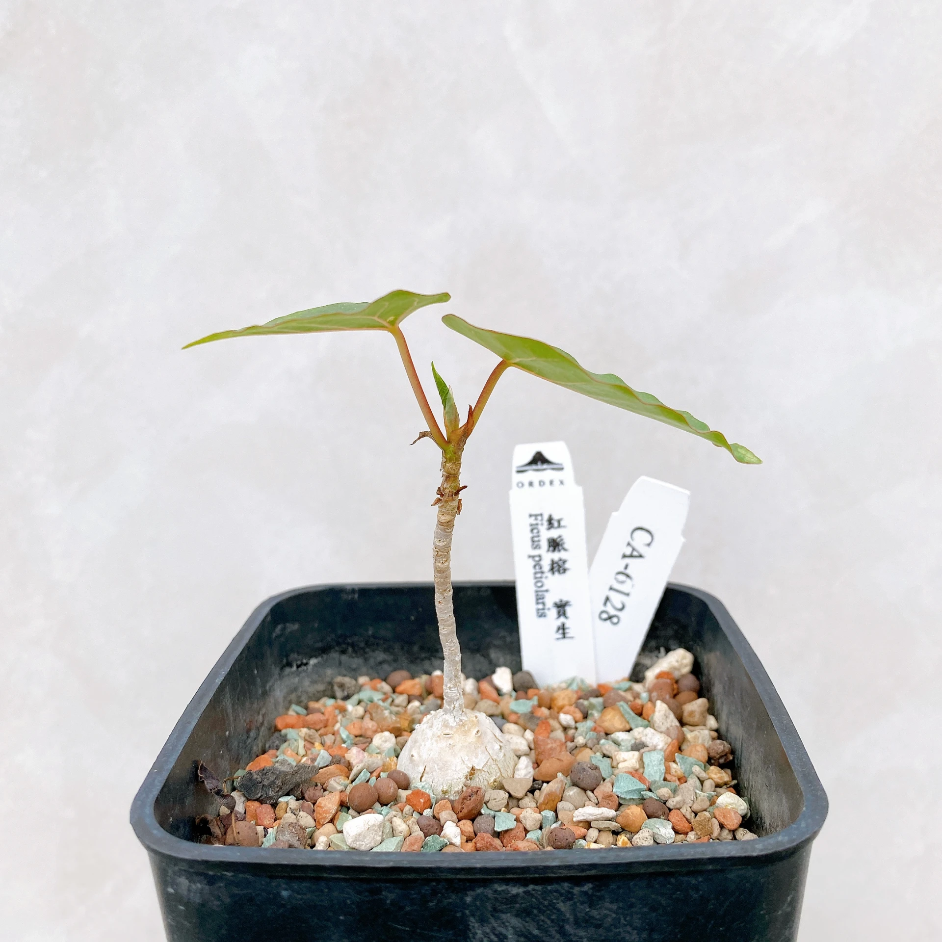 紅脈榕 Ficus petiolaris CA-6128