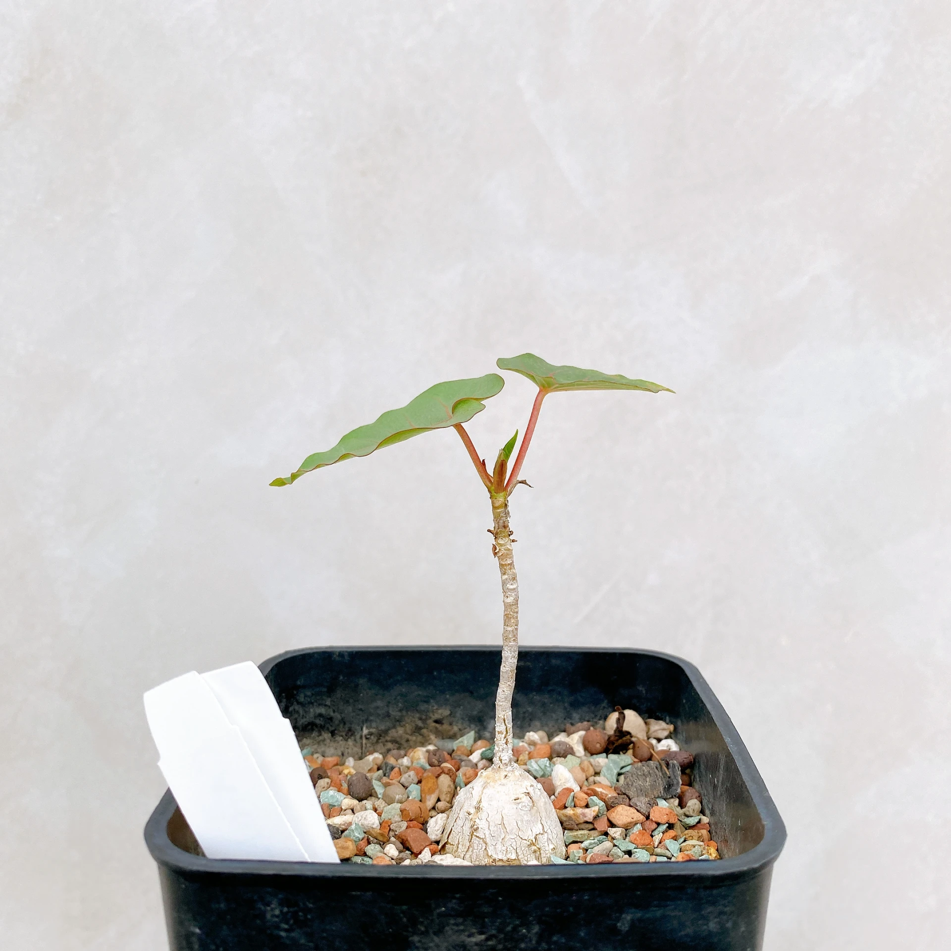 紅脈榕 Ficus petiolaris CA-6128
