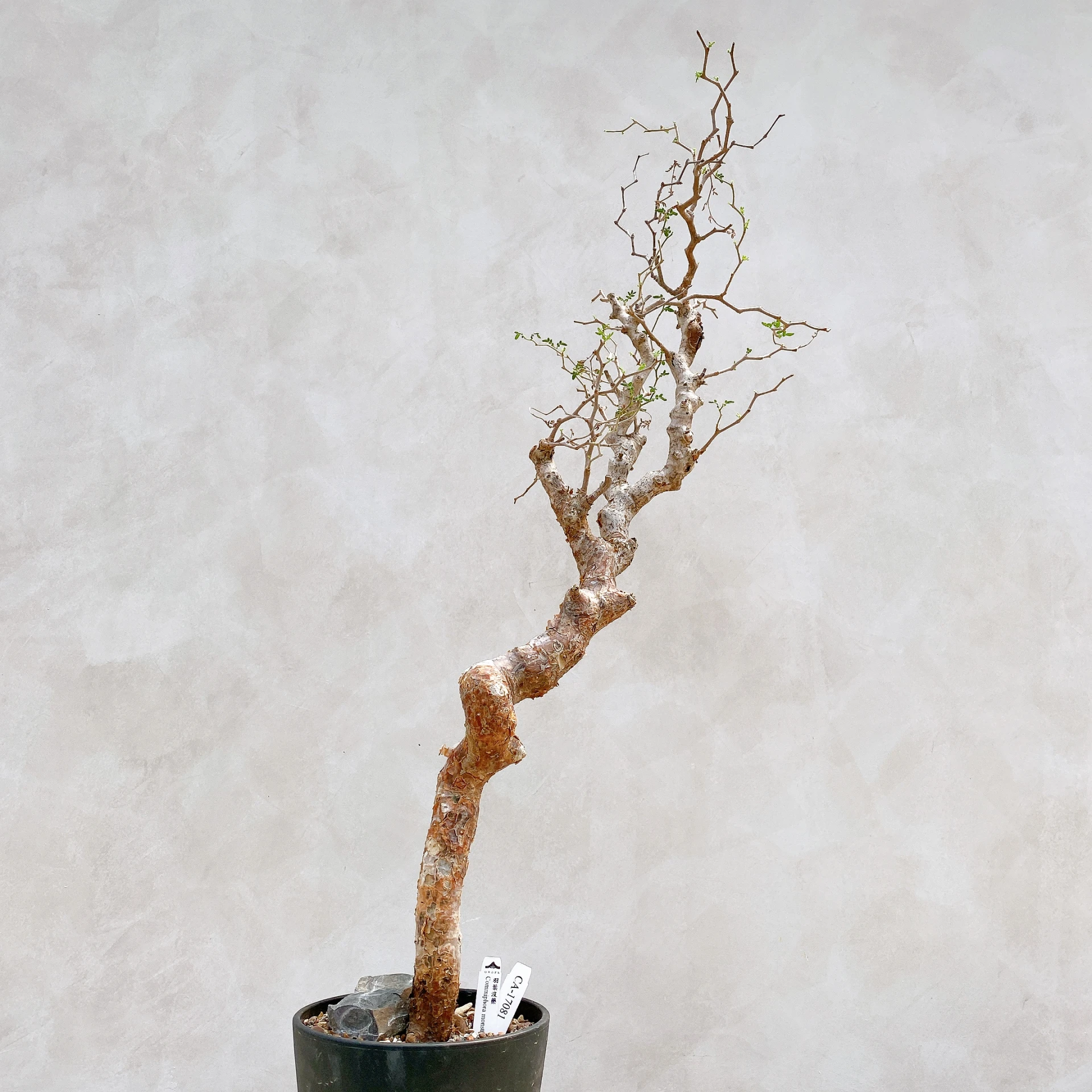 羽葉沒藥 Commiphora monstruosa CA-17081
