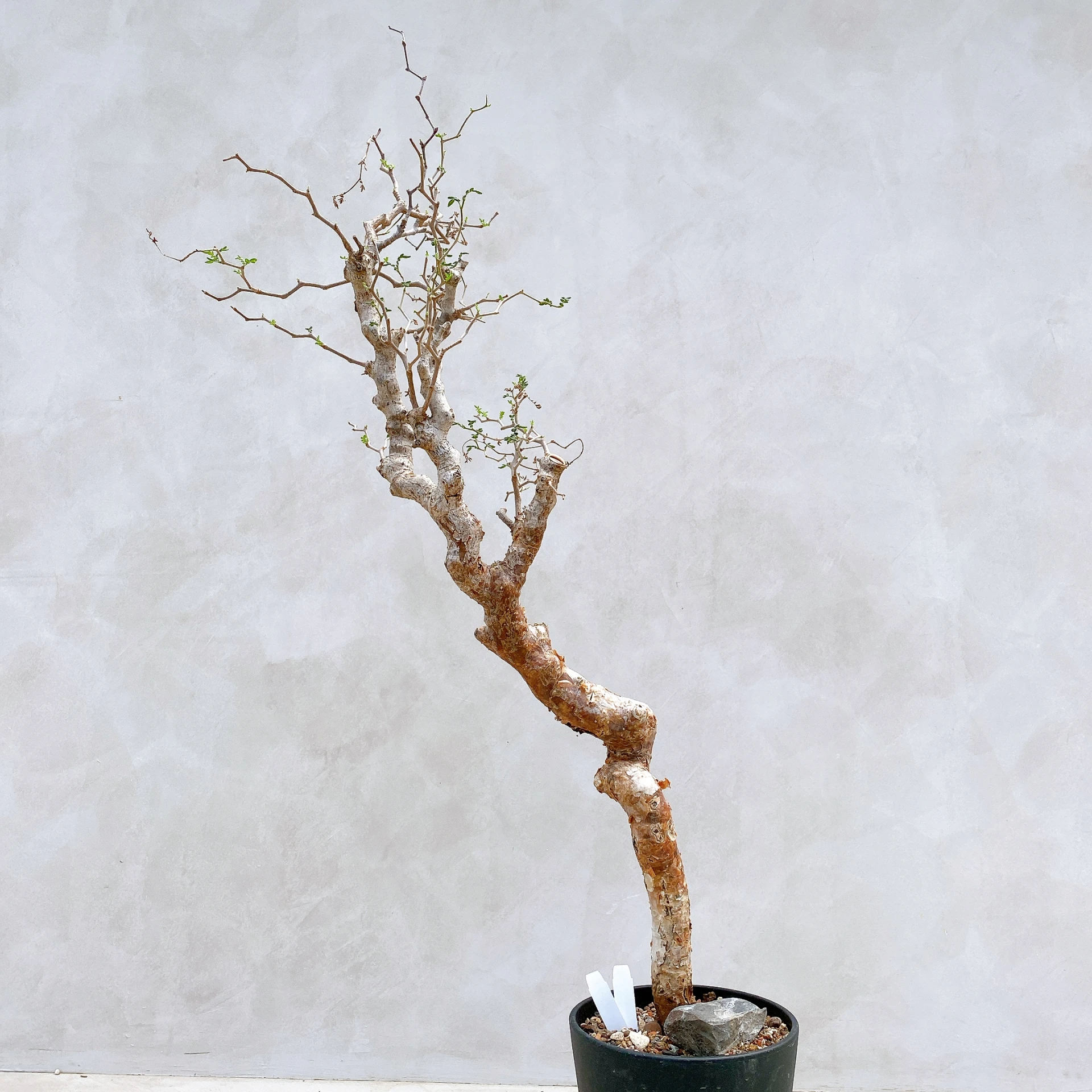 羽葉沒藥 Commiphora monstruosa CA-17081