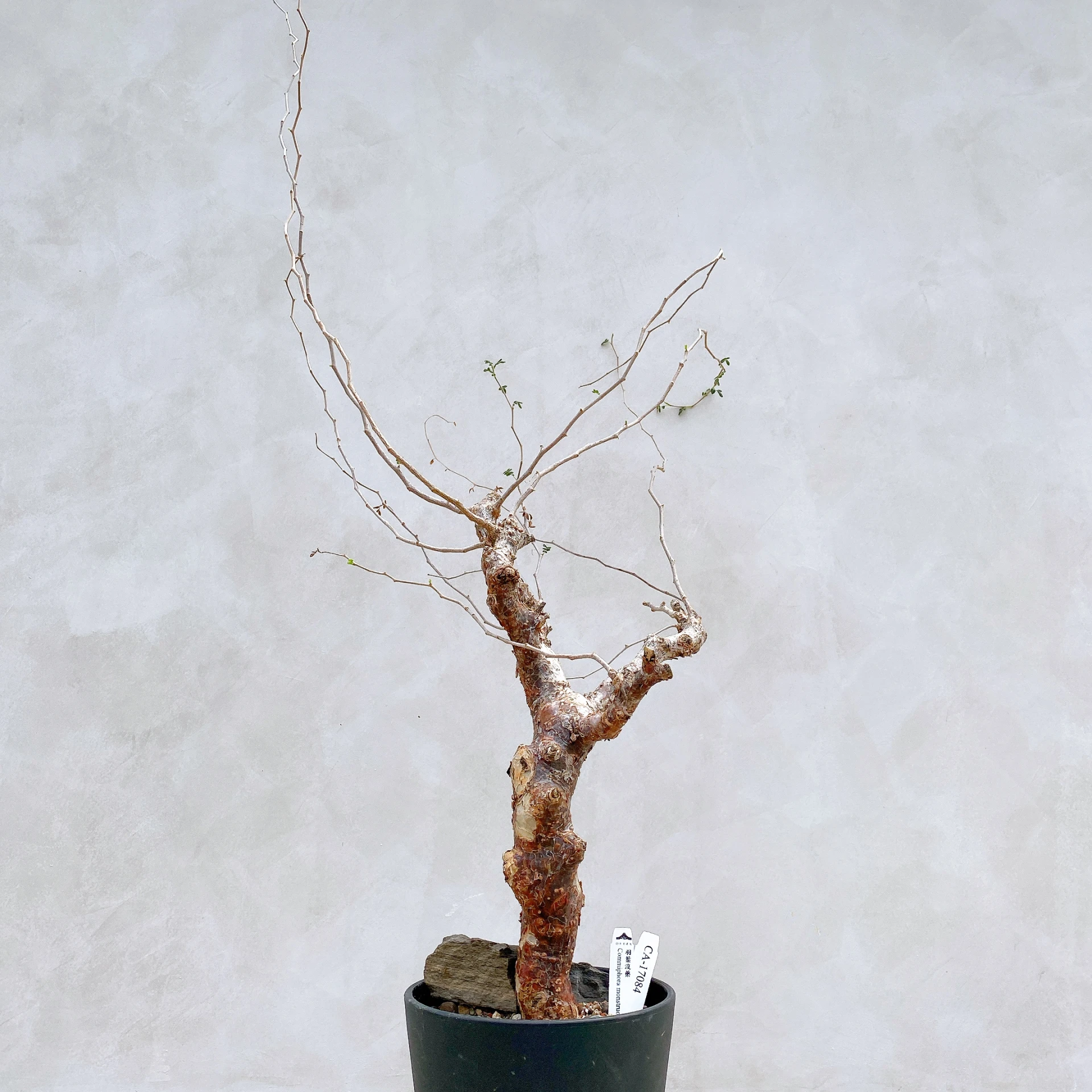 羽葉沒藥 Commiphora monstruosa CA-17084