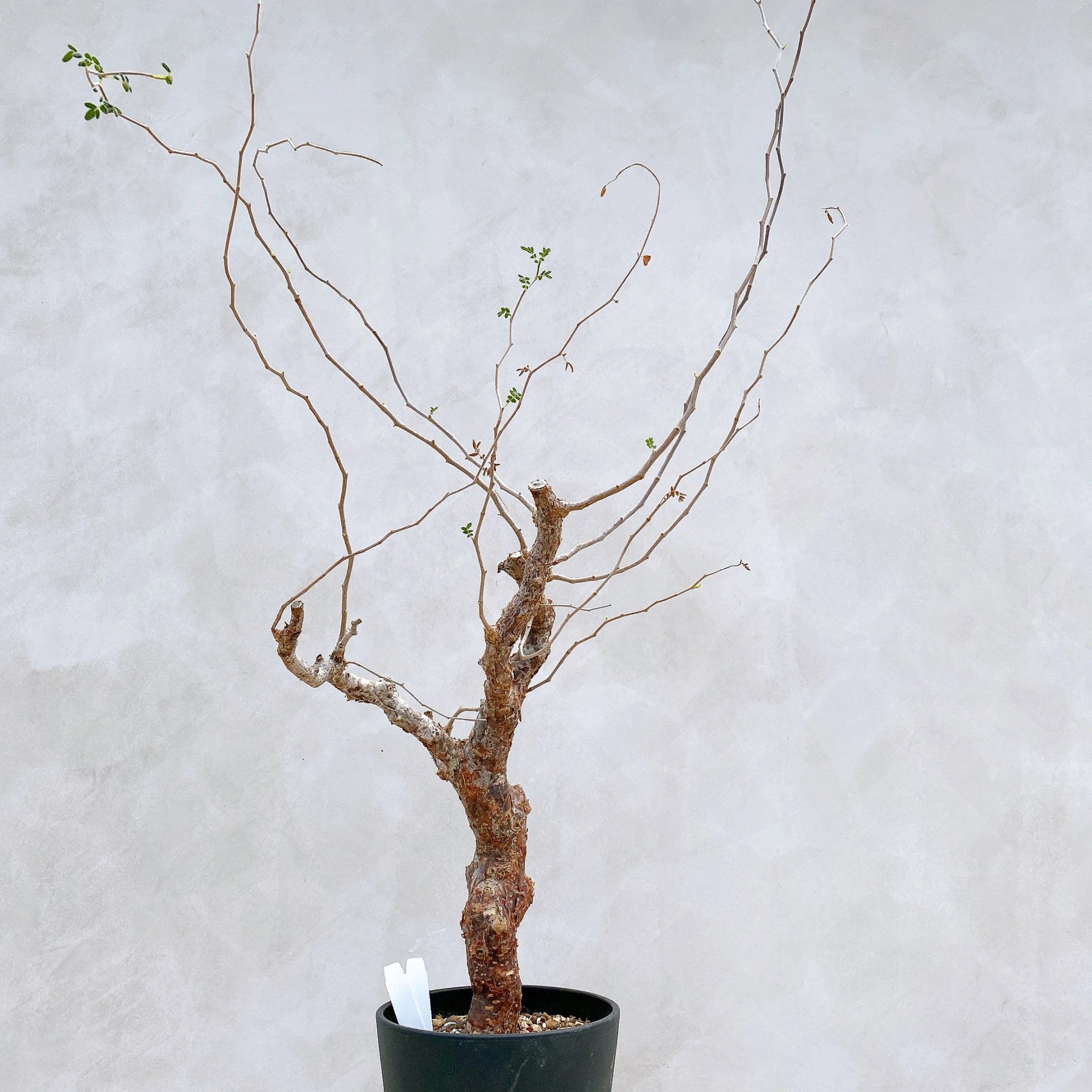 羽葉沒藥 Commiphora monstruosa CA-17084