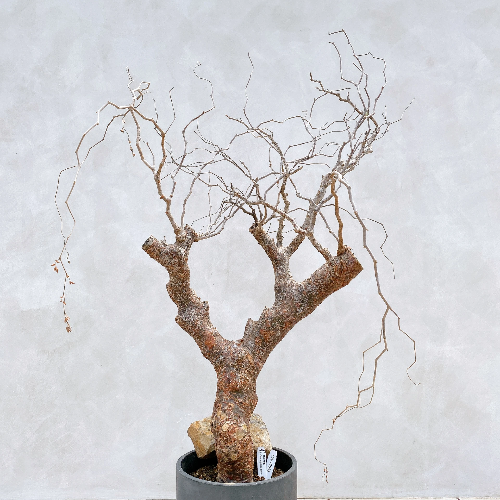 羽葉沒藥 Commiphora monstruosa CA-17086