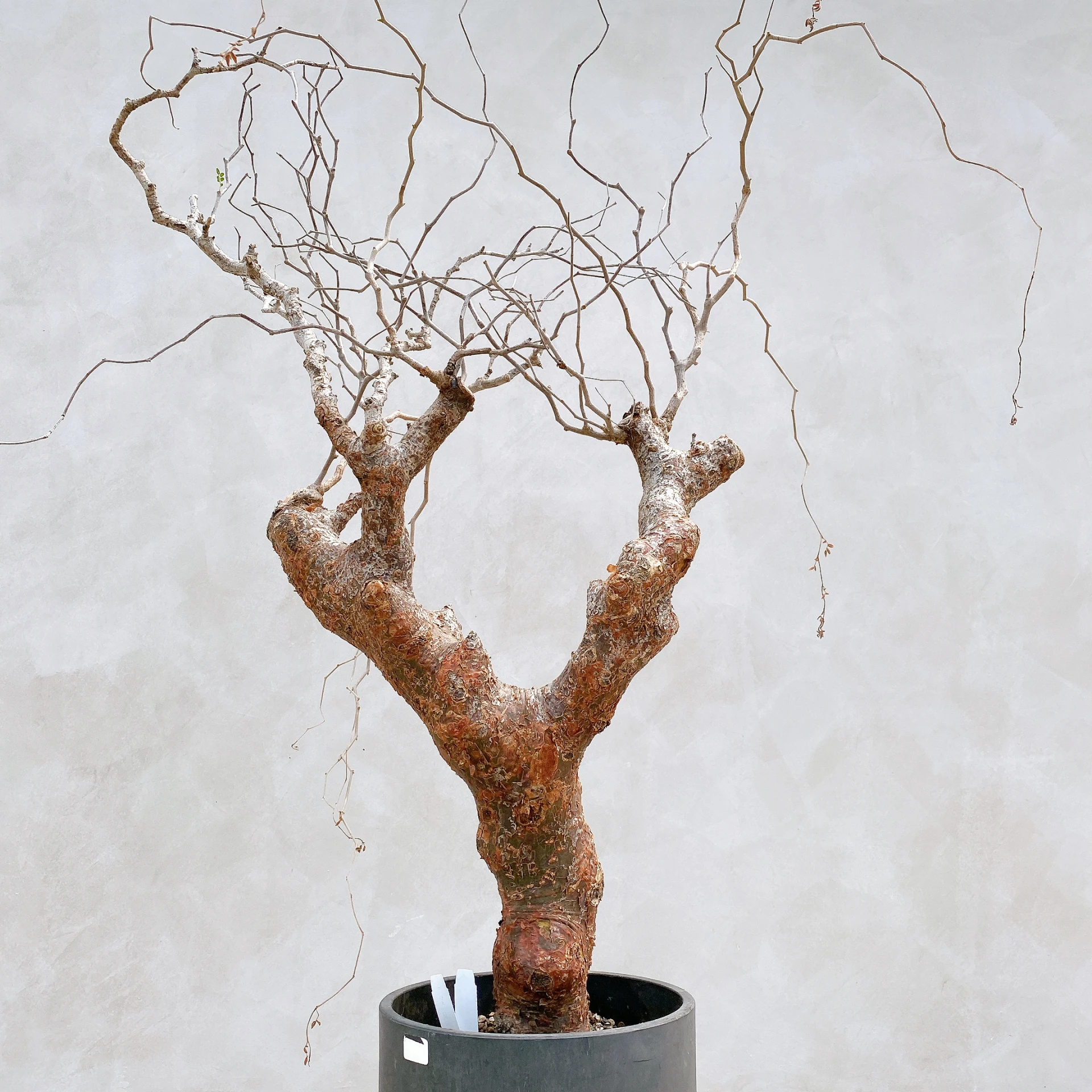 羽葉沒藥 Commiphora monstruosa CA-17086