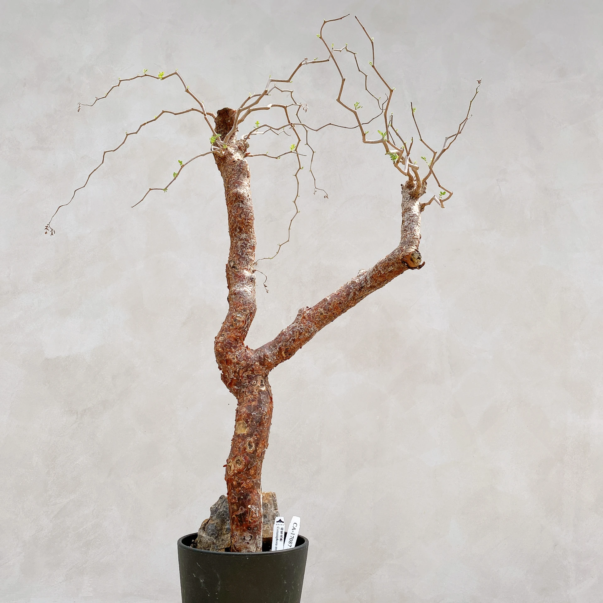 羽葉沒藥 Commiphora monstruosa CA-17087