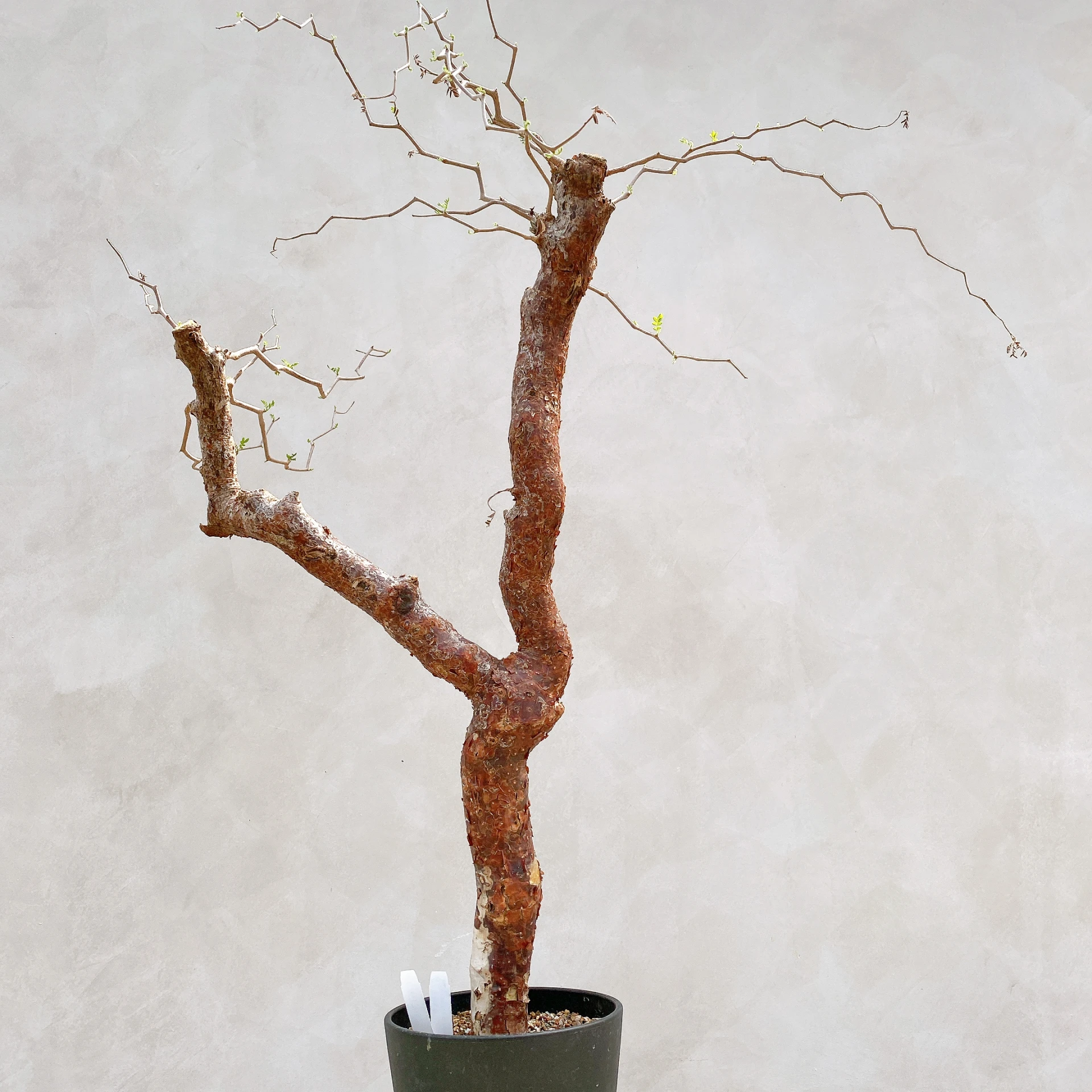 羽葉沒藥 Commiphora monstruosa CA-17087