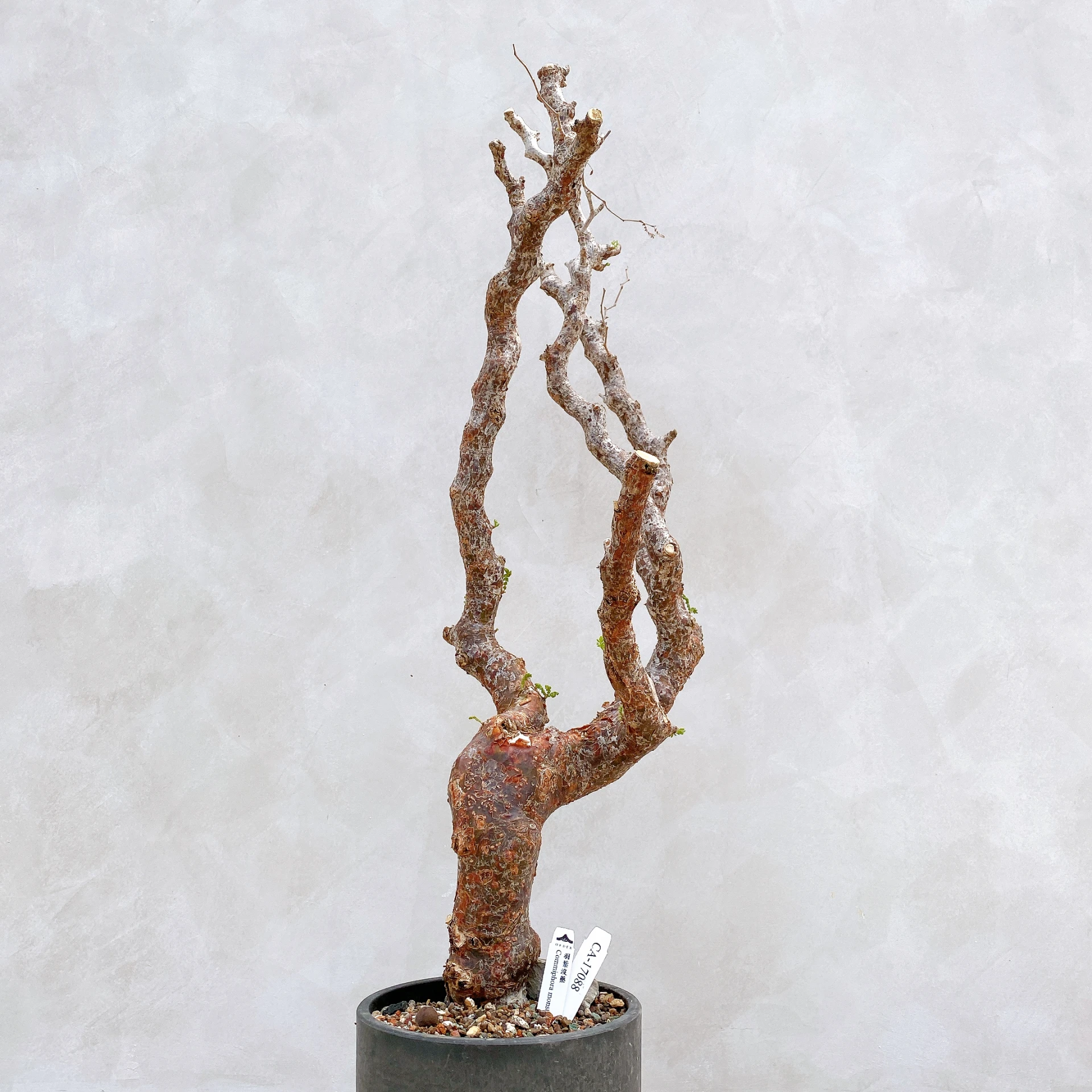 羽葉沒藥 Commiphora monstruosa CA-17088
