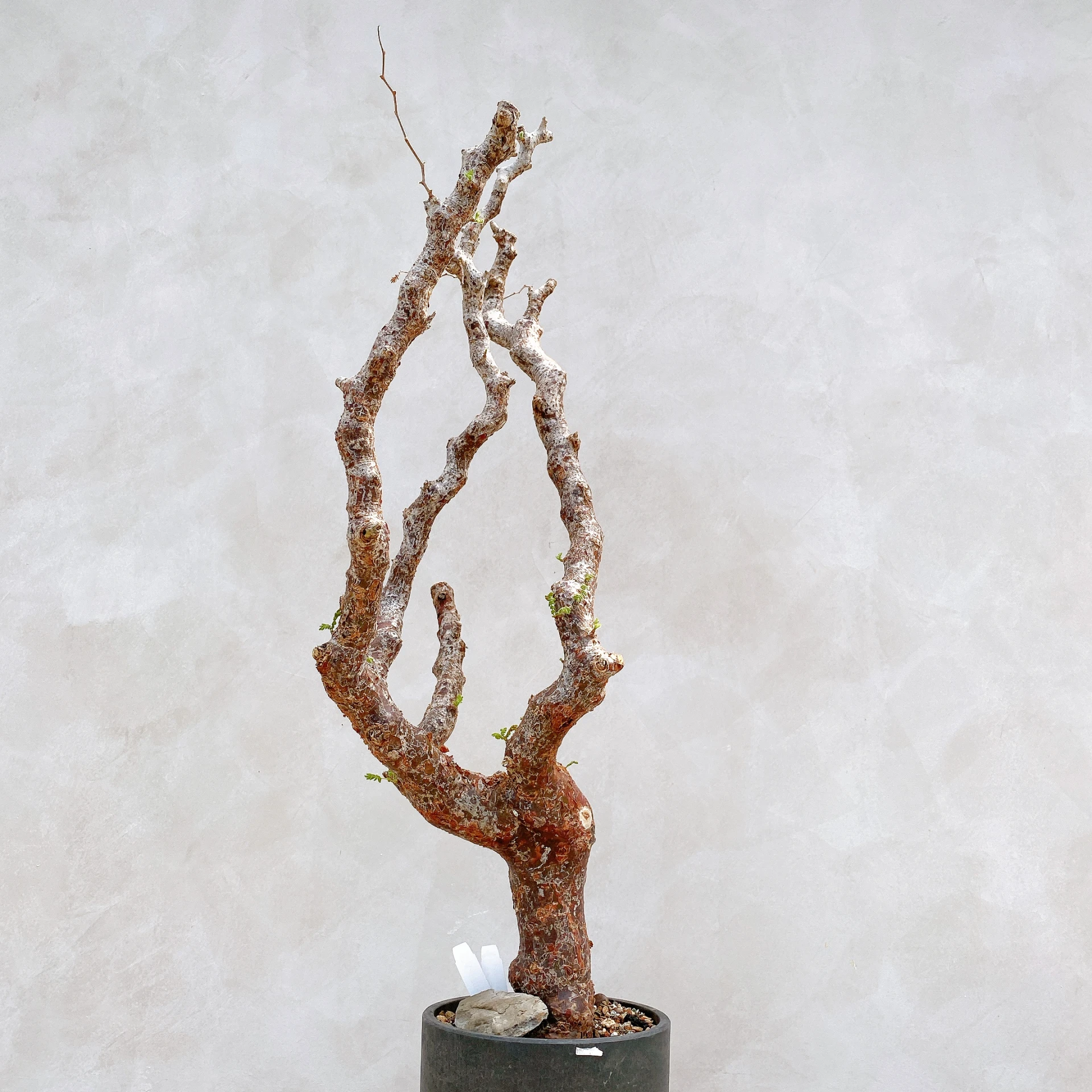 羽葉沒藥 Commiphora monstruosa CA-17088