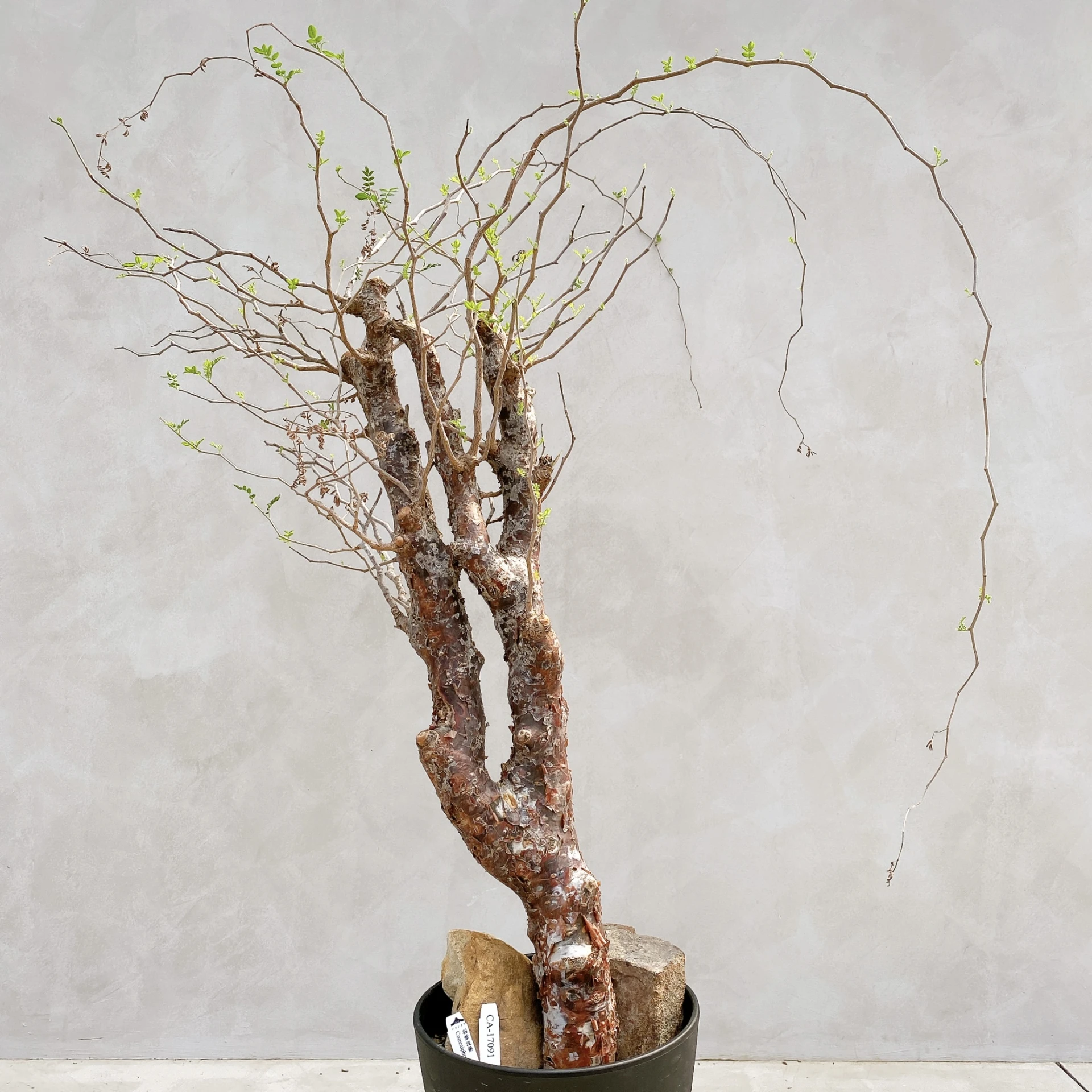 羽葉沒藥 Commiphora monstruosa CA-17091