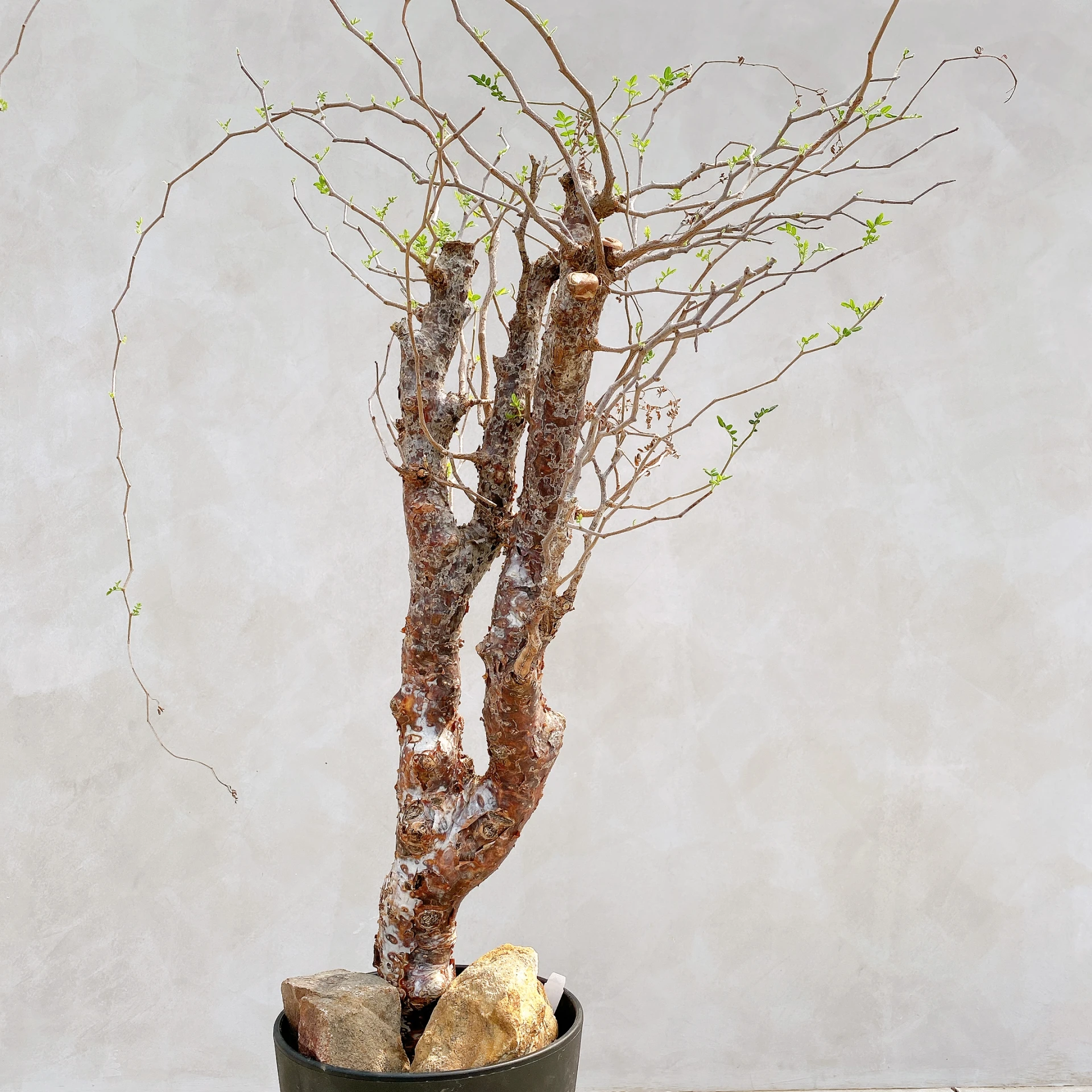 羽葉沒藥 Commiphora monstruosa CA-17091