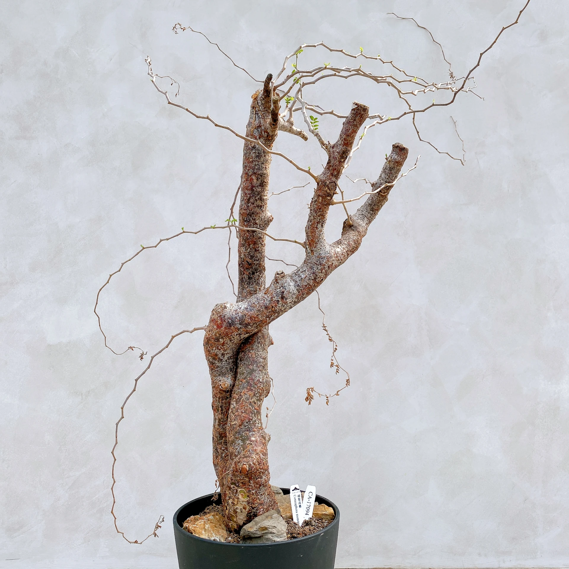 羽葉沒藥 Commiphora monstruosa CA-17094