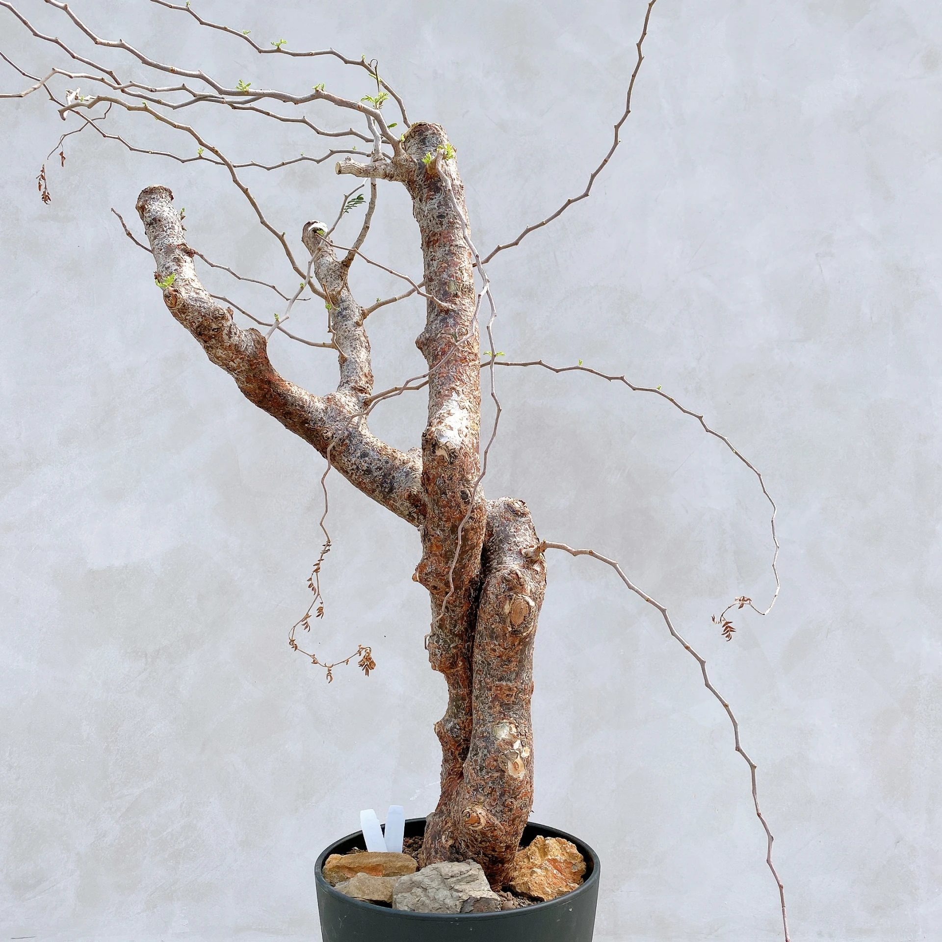 羽葉沒藥 Commiphora monstruosa CA-17094