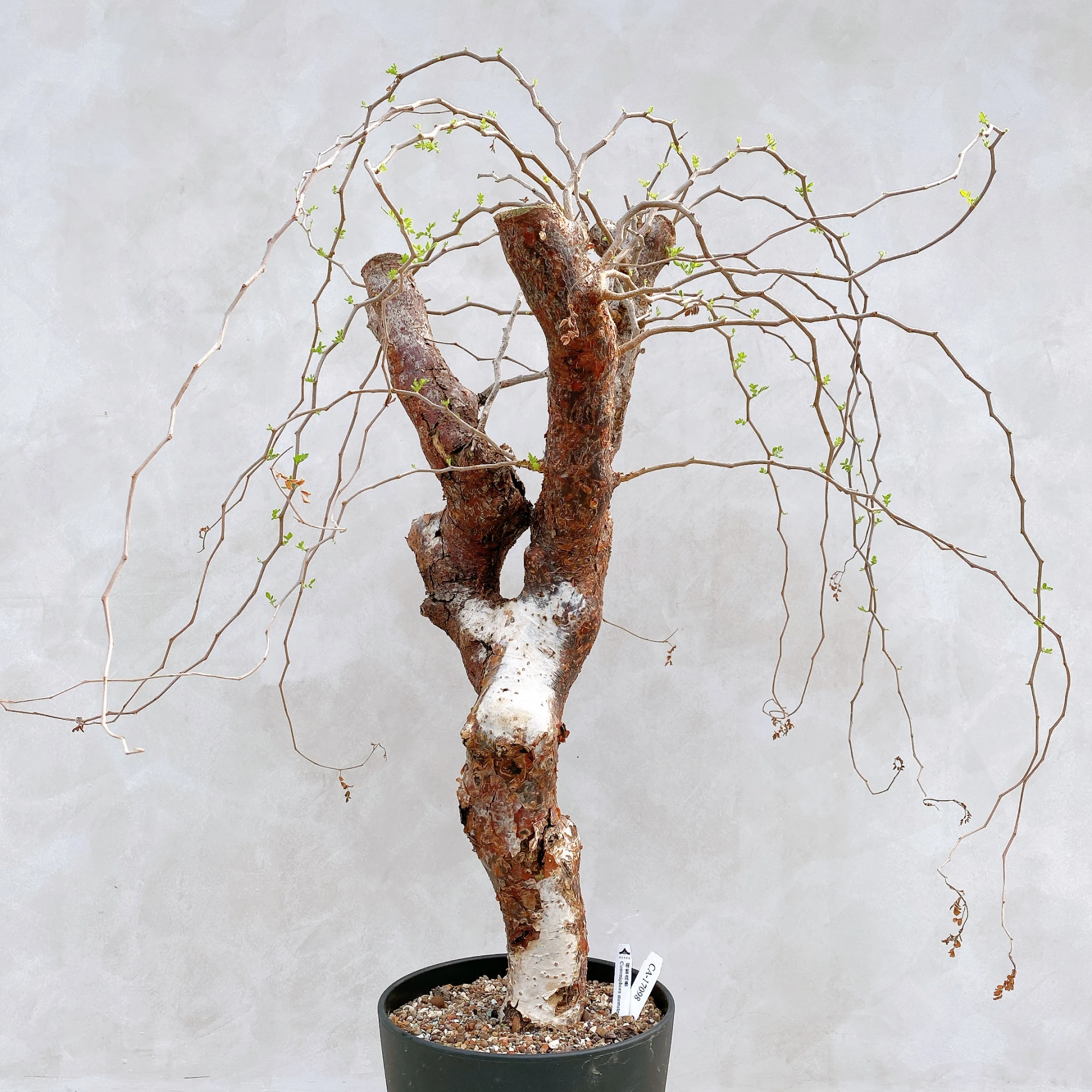 羽葉沒藥 Commiphora monstruosa CA-17098
