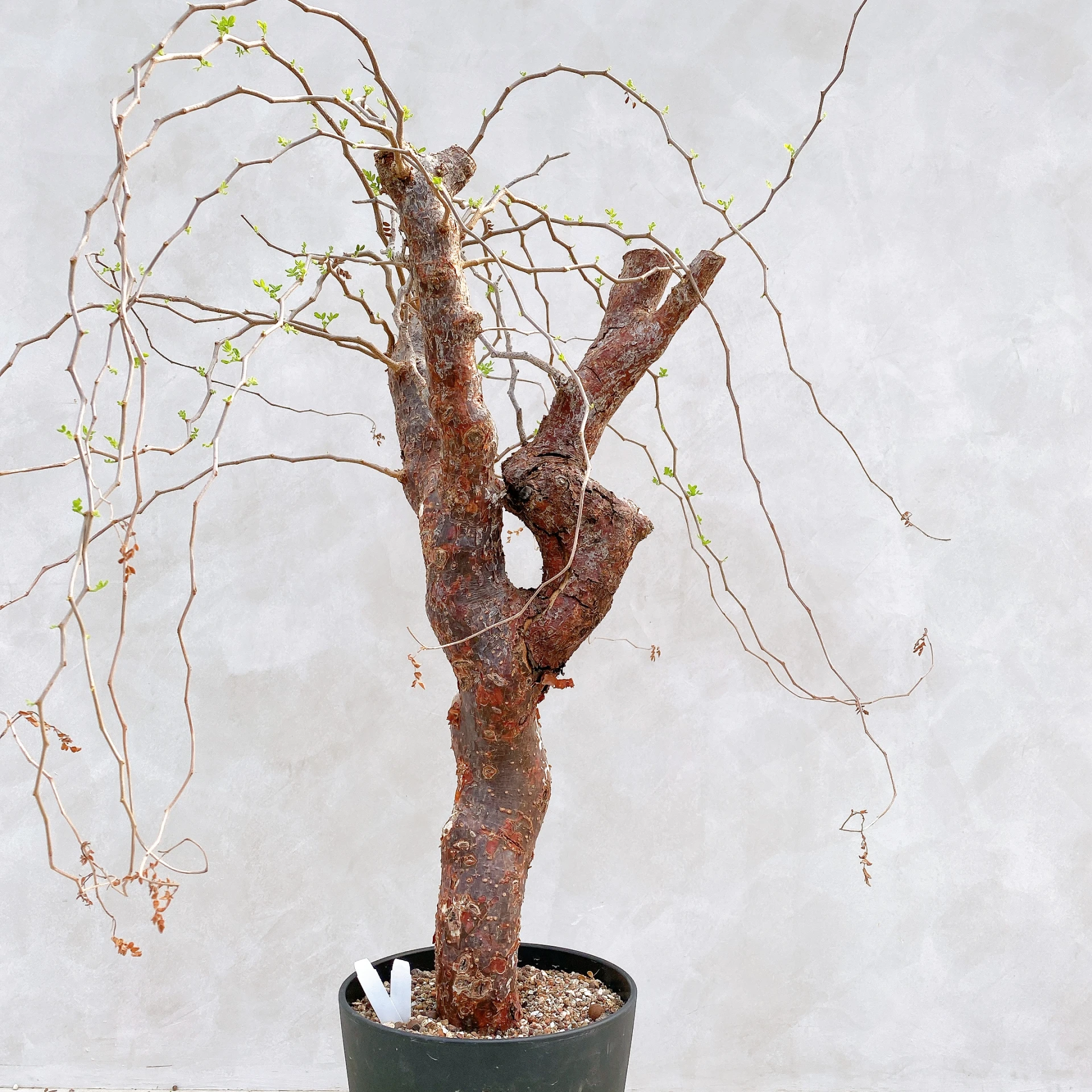 羽葉沒藥 Commiphora monstruosa CA-17098