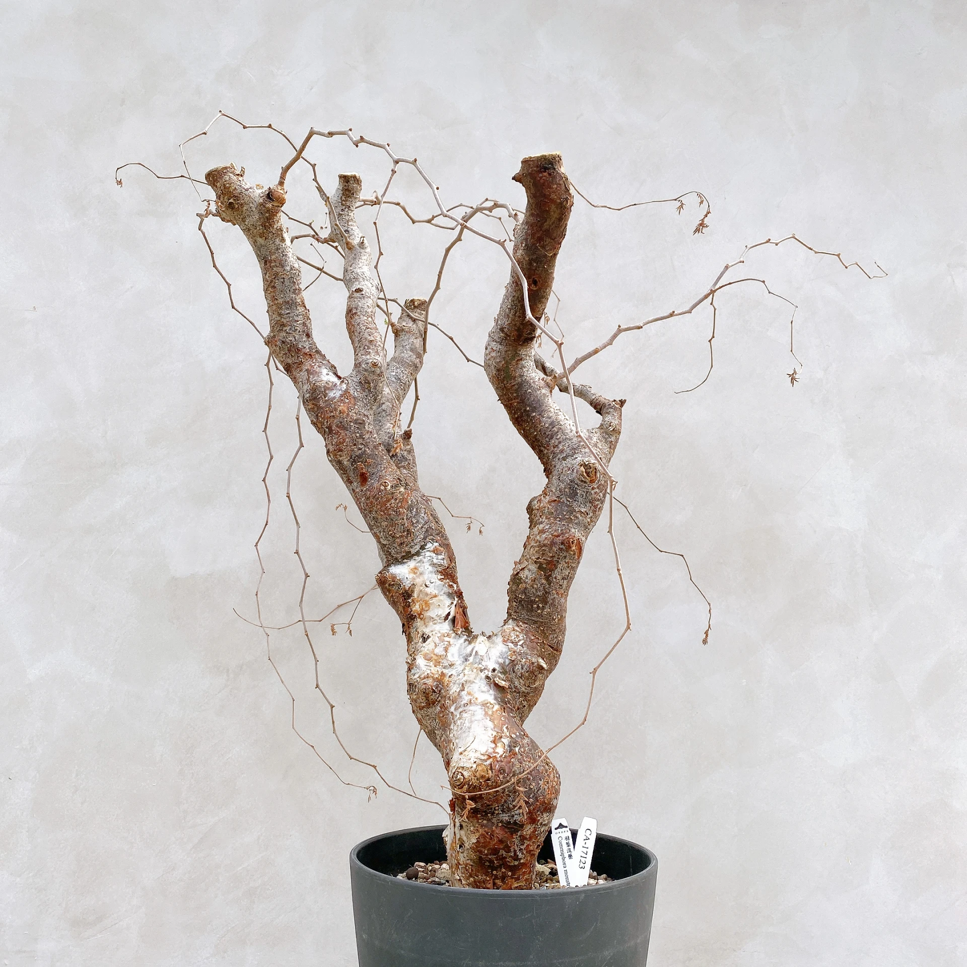 羽葉沒藥 Commiphora monstruosa CA-17123