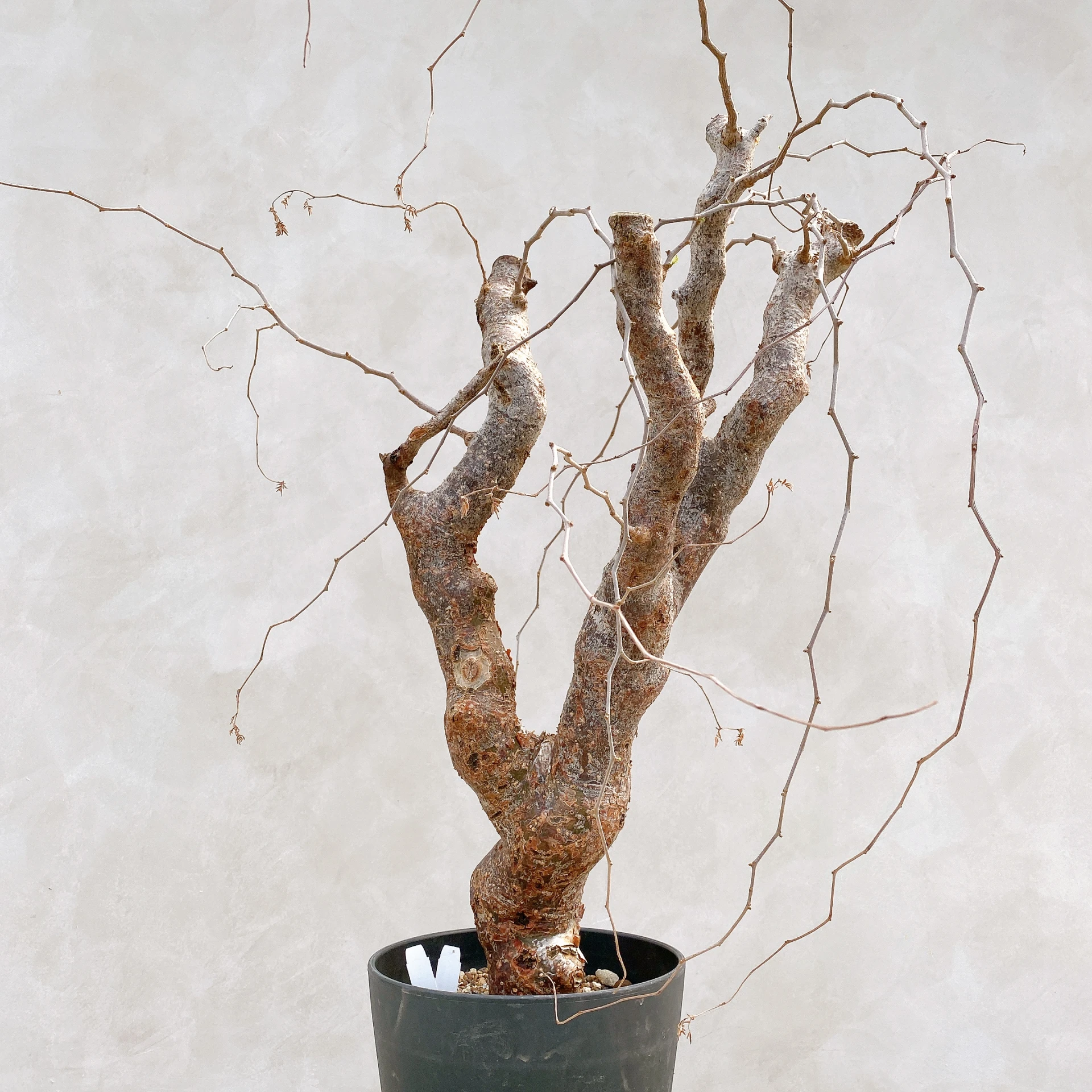 羽葉沒藥 Commiphora monstruosa CA-17123