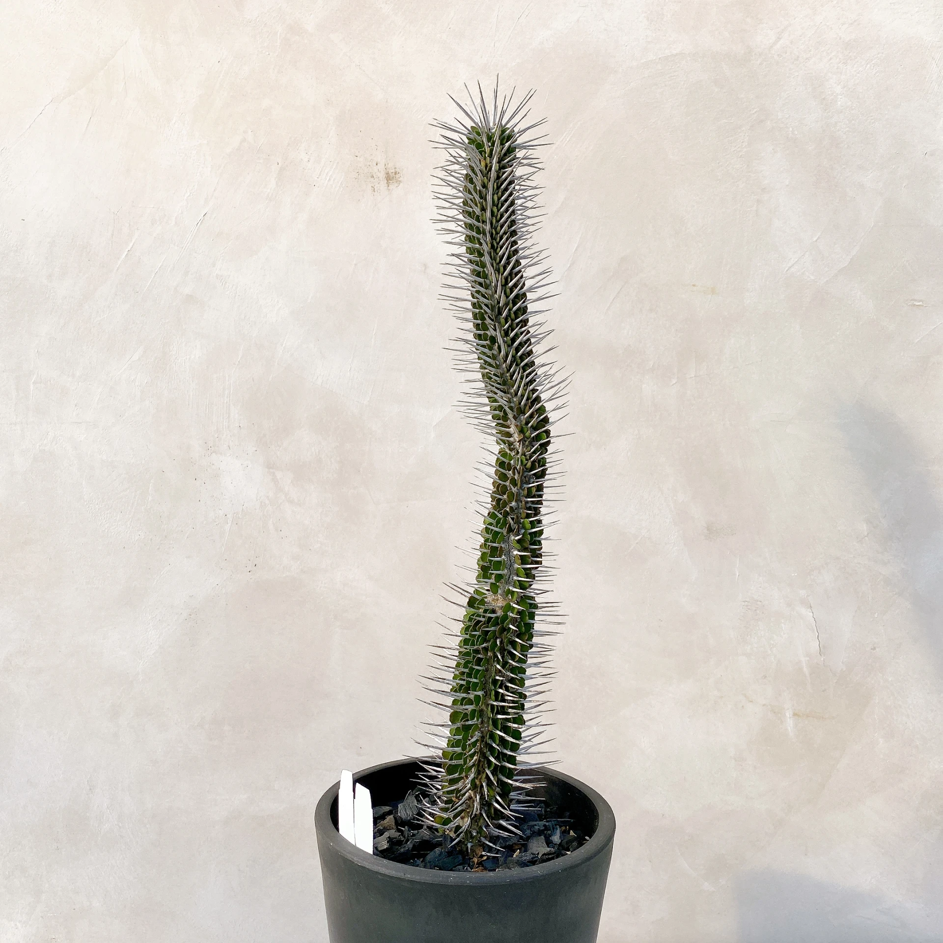 地獄魔針  Alluaudia montagnacii CA-8011