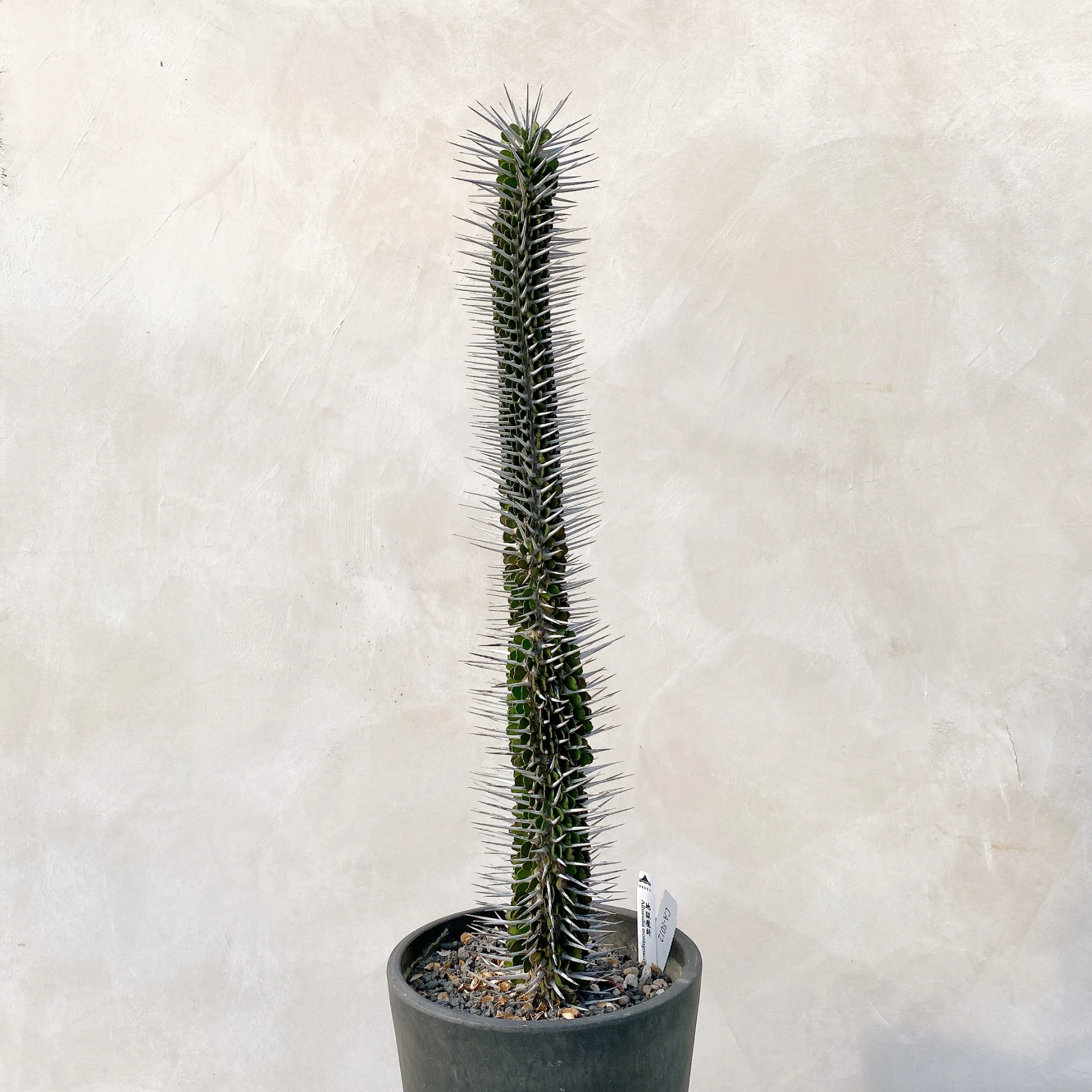 地獄魔針  Alluaudia montagnacii CA-8012