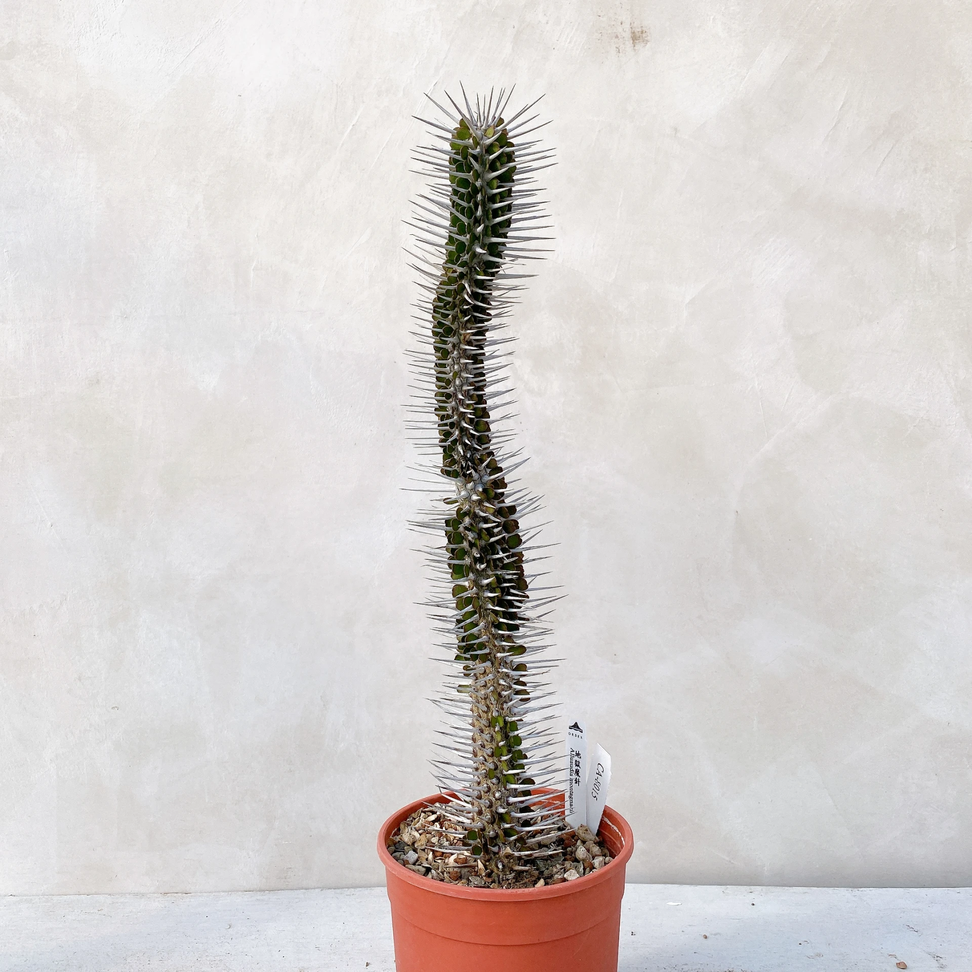 地獄魔針  Alluaudia montagnacii CA-8015