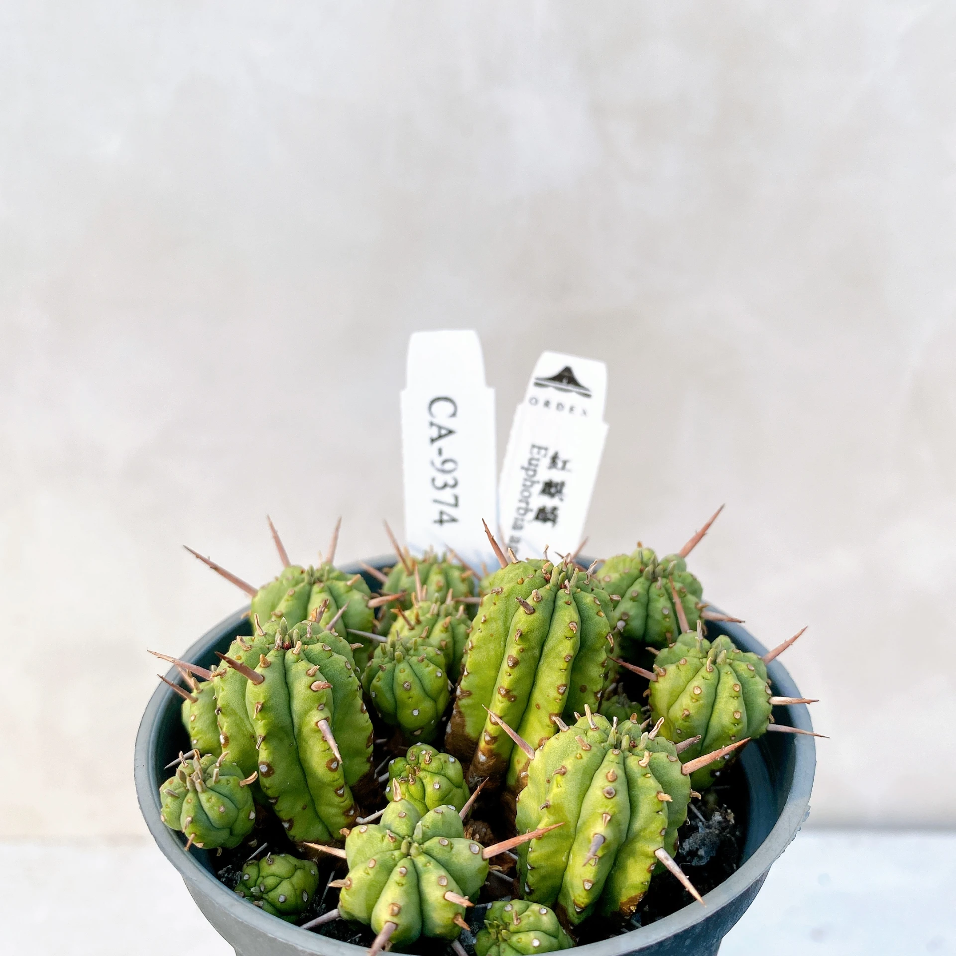 紅麒麟/圓麒麟 Euphorbia aggregata CA-9374
