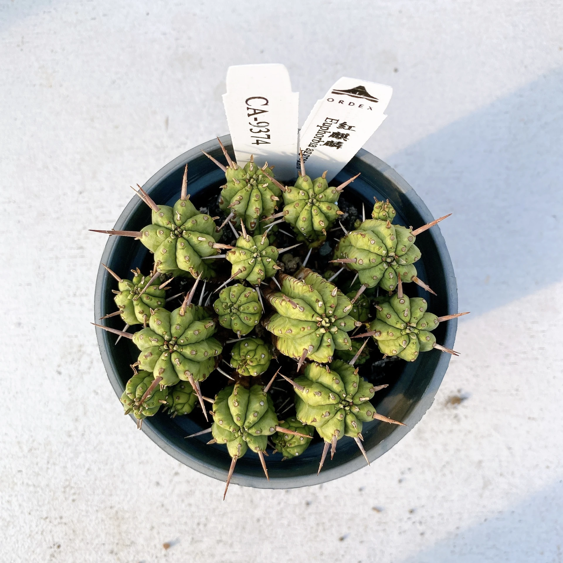 紅麒麟/圓麒麟 Euphorbia aggregata CA-9374
