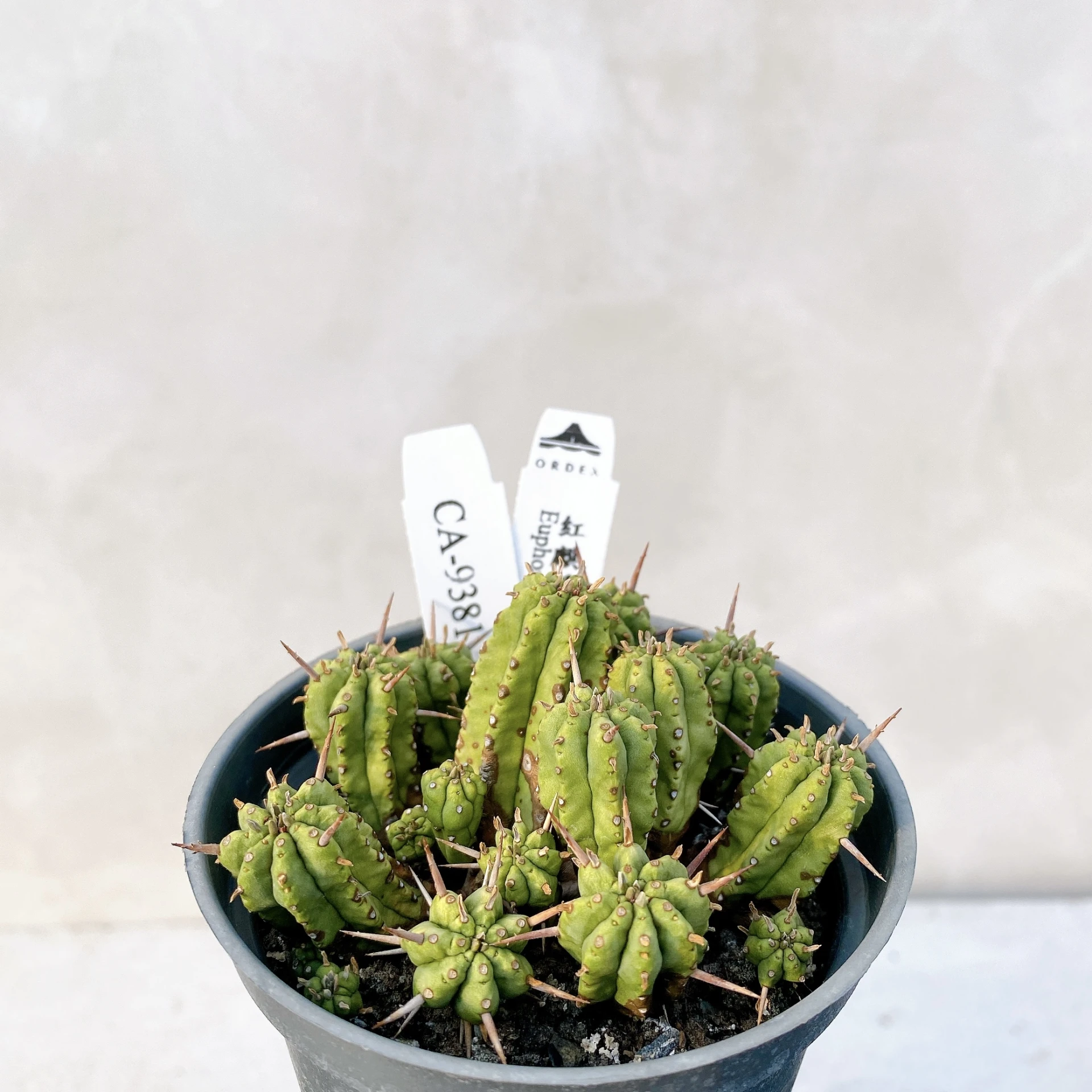 紅麒麟/圓麒麟 Euphorbia aggregata CA-9381