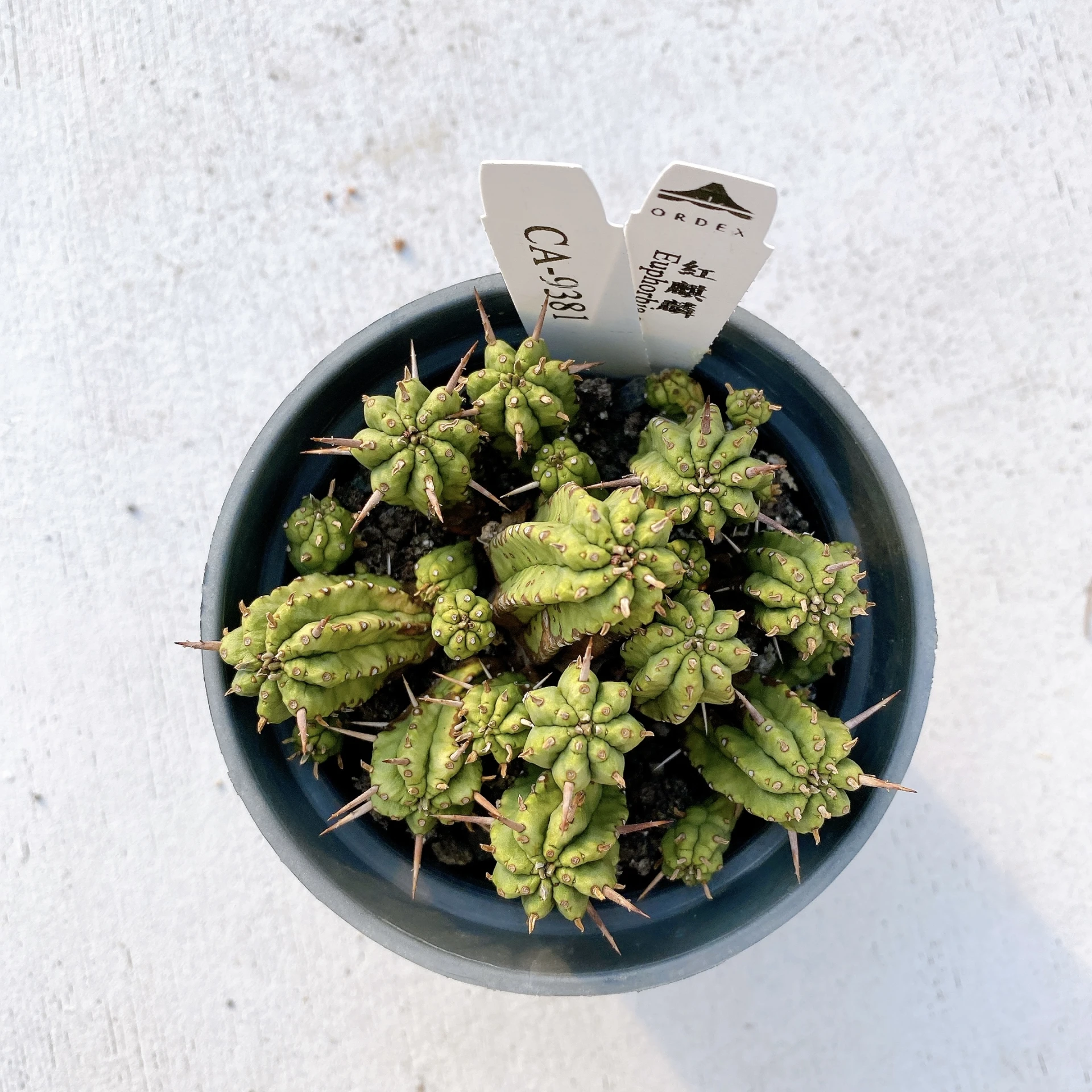 紅麒麟/圓麒麟 Euphorbia aggregata CA-9381