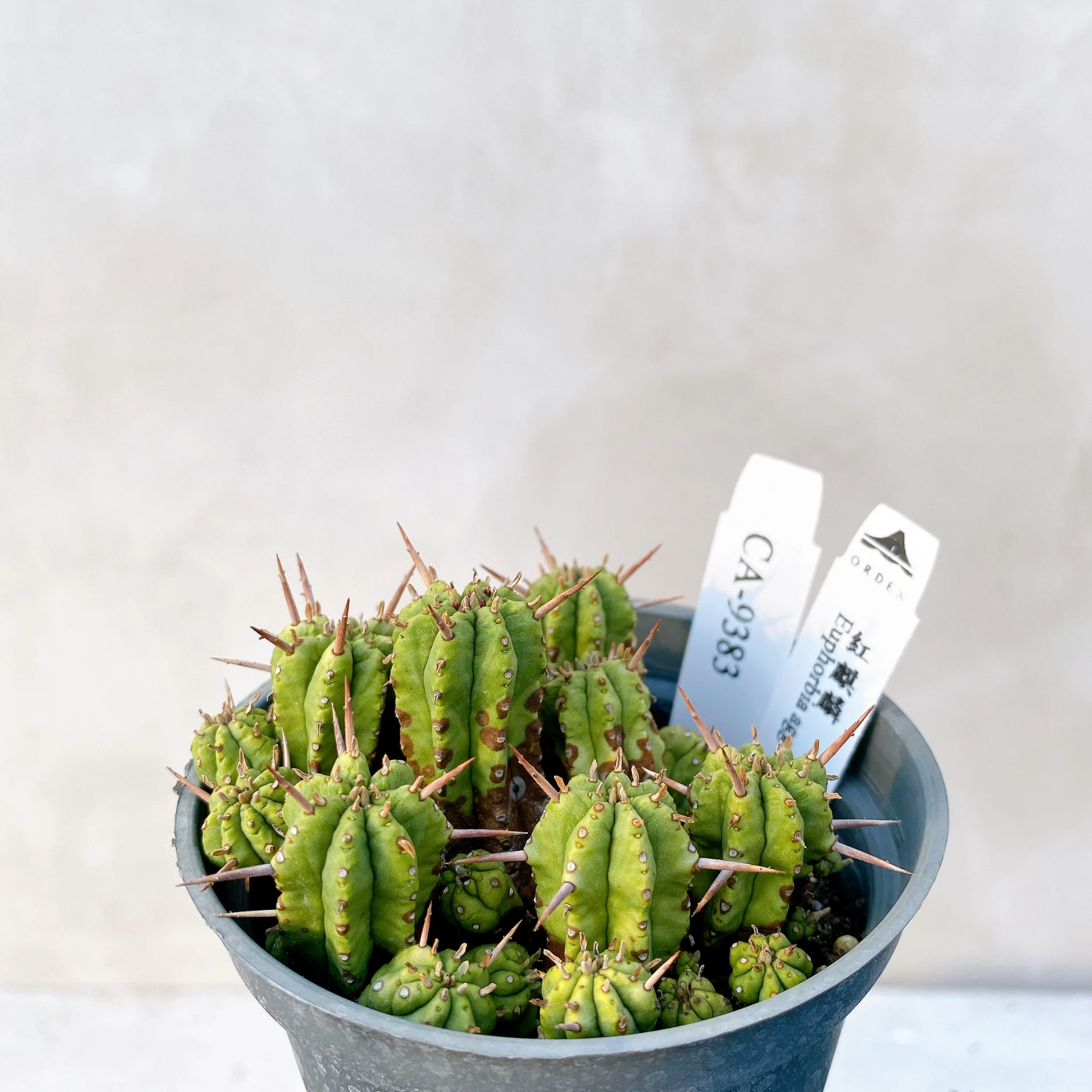 紅麒麟/圓麒麟 Euphorbia aggregata CA-9383