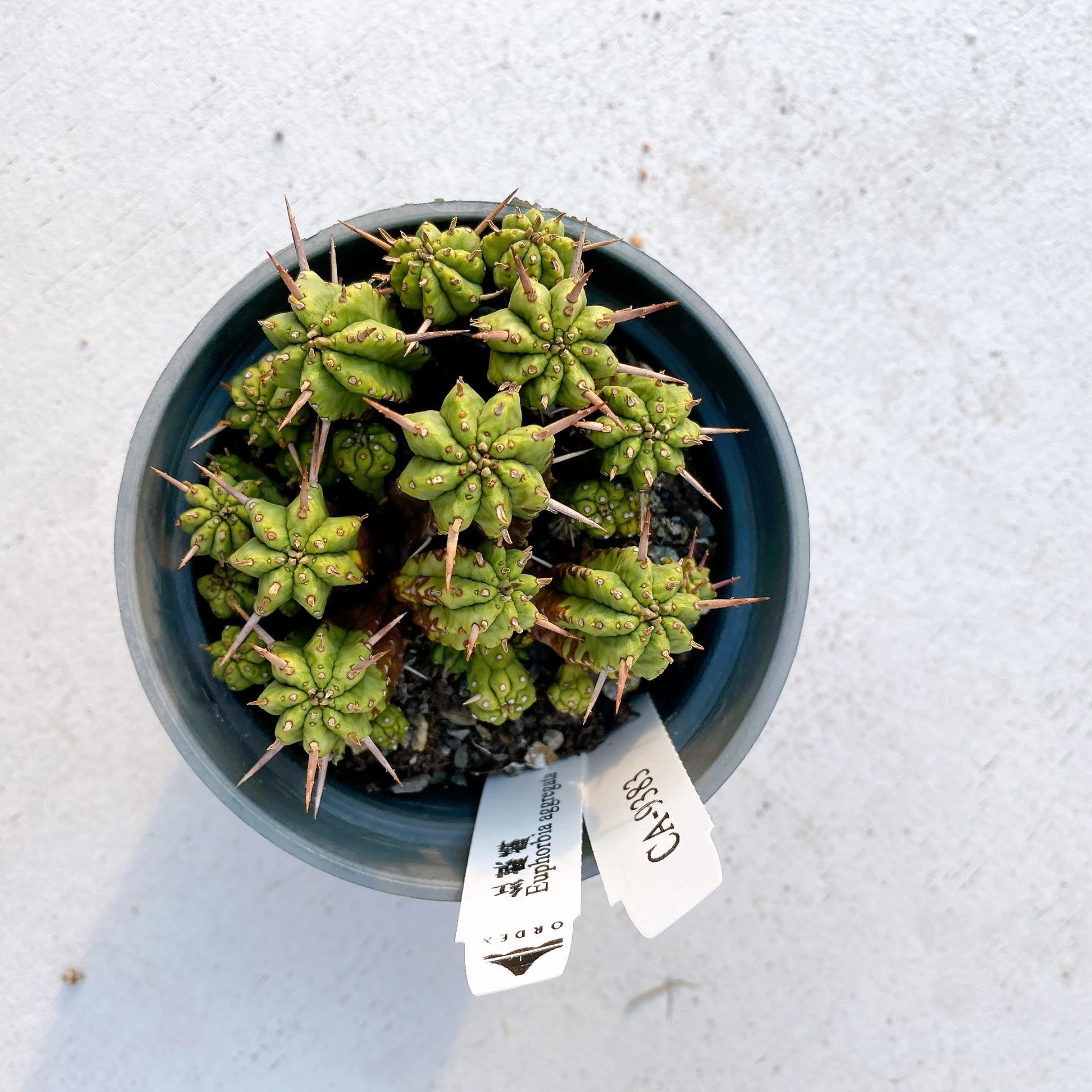 紅麒麟/圓麒麟 Euphorbia aggregata CA-9383