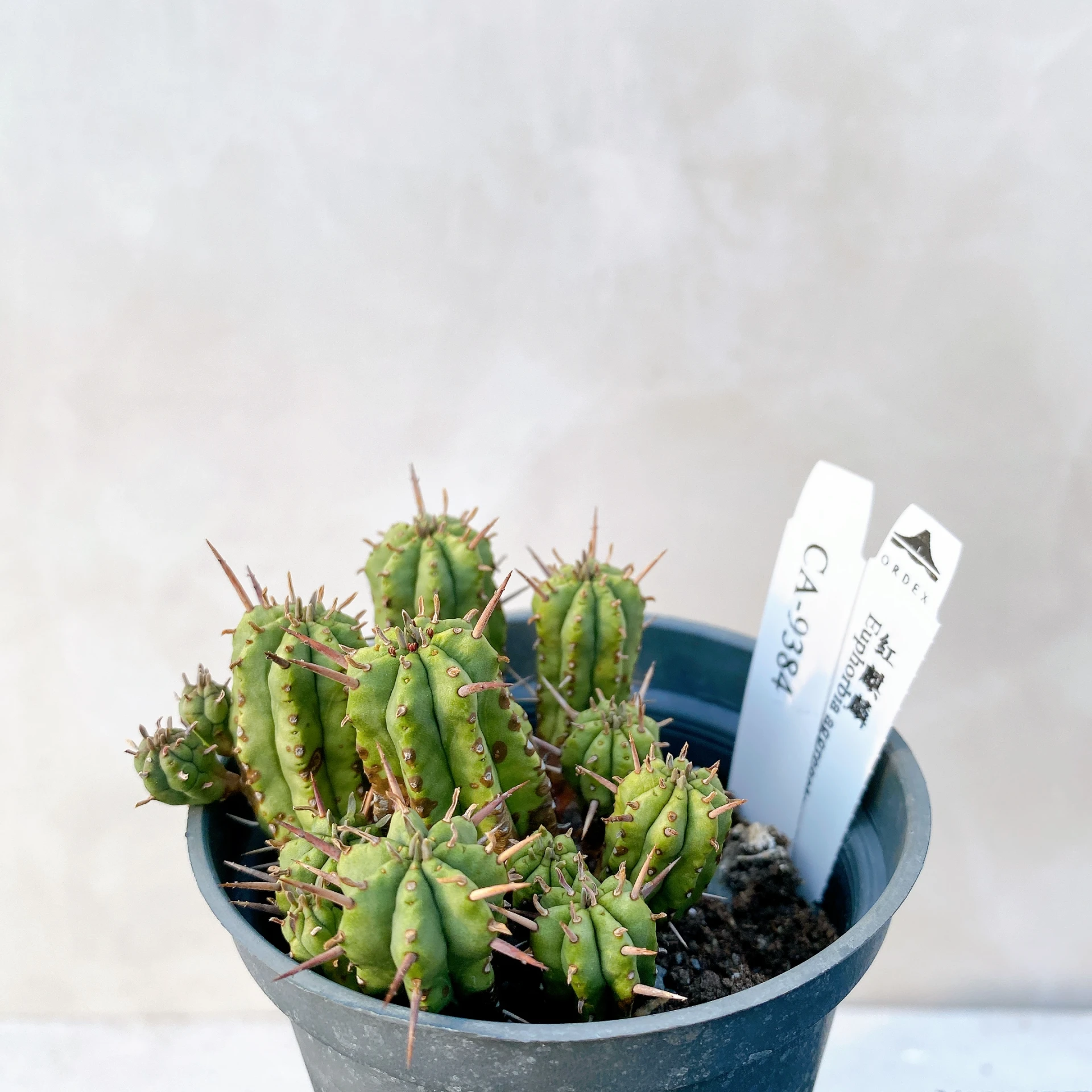 紅麒麟/圓麒麟 Euphorbia aggregata CA-9384