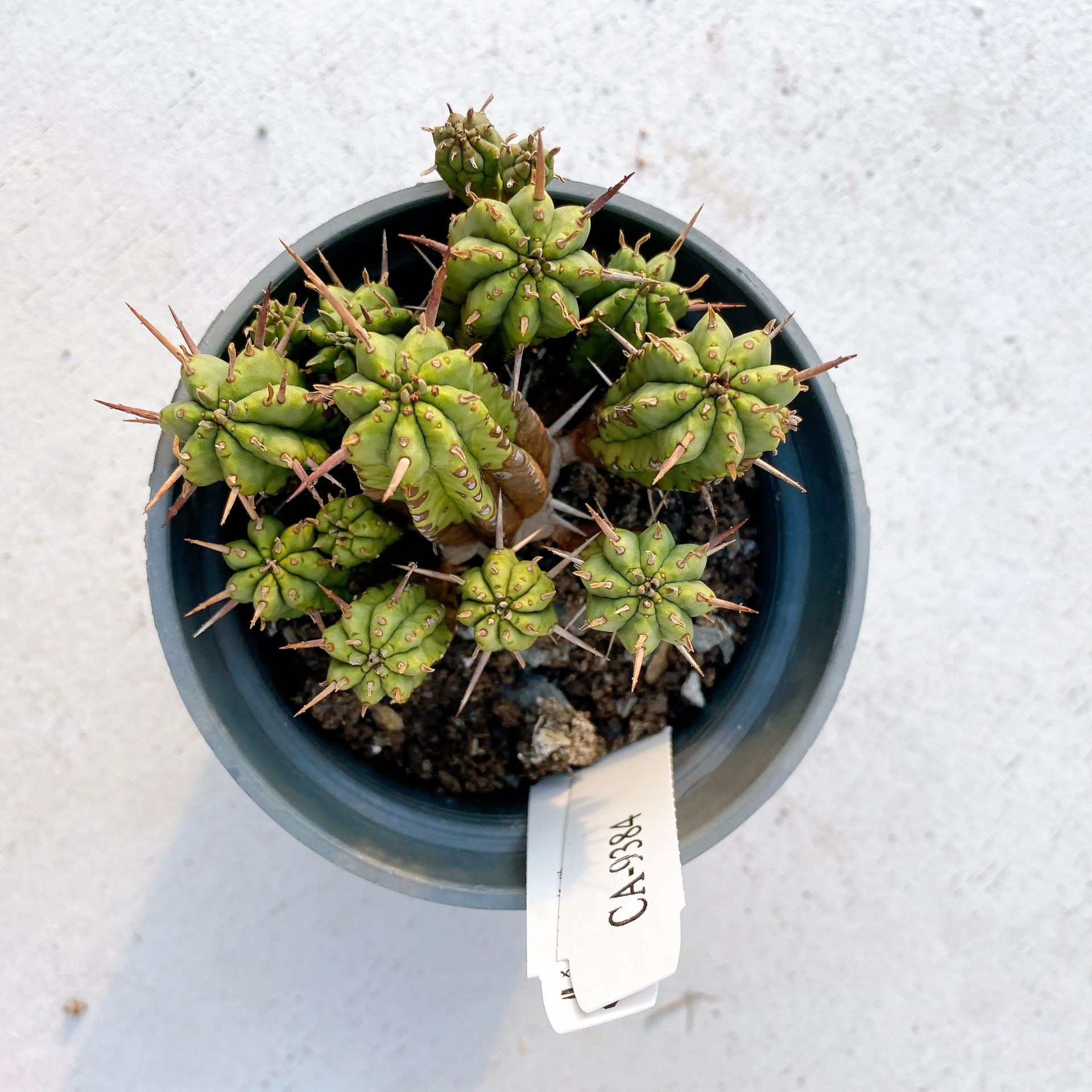 紅麒麟/圓麒麟 Euphorbia aggregata CA-9384