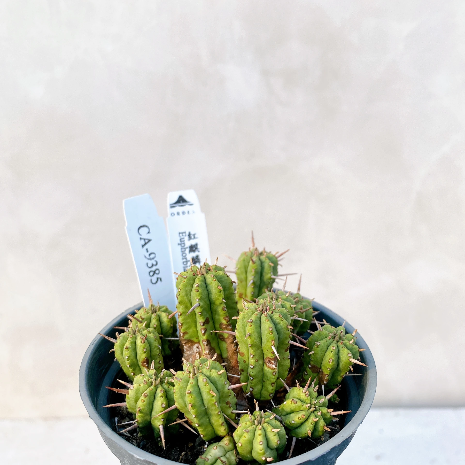 紅麒麟/圓麒麟 Euphorbia aggregata CA-9385
