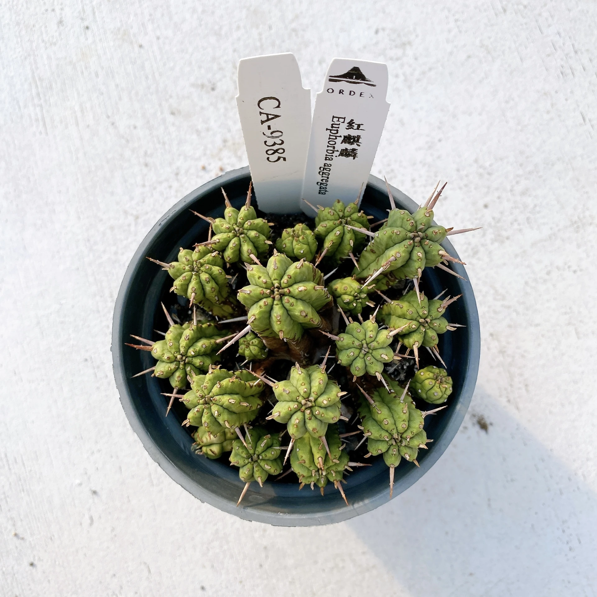 紅麒麟/圓麒麟 Euphorbia aggregata CA-9385