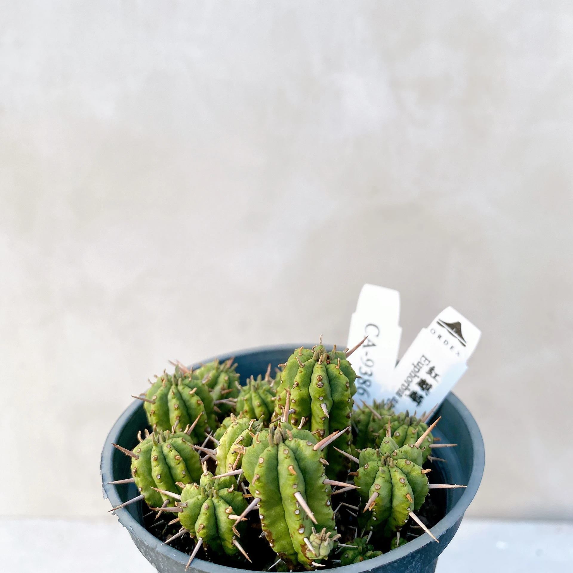 紅麒麟/圓麒麟 Euphorbia aggregata CA-9386