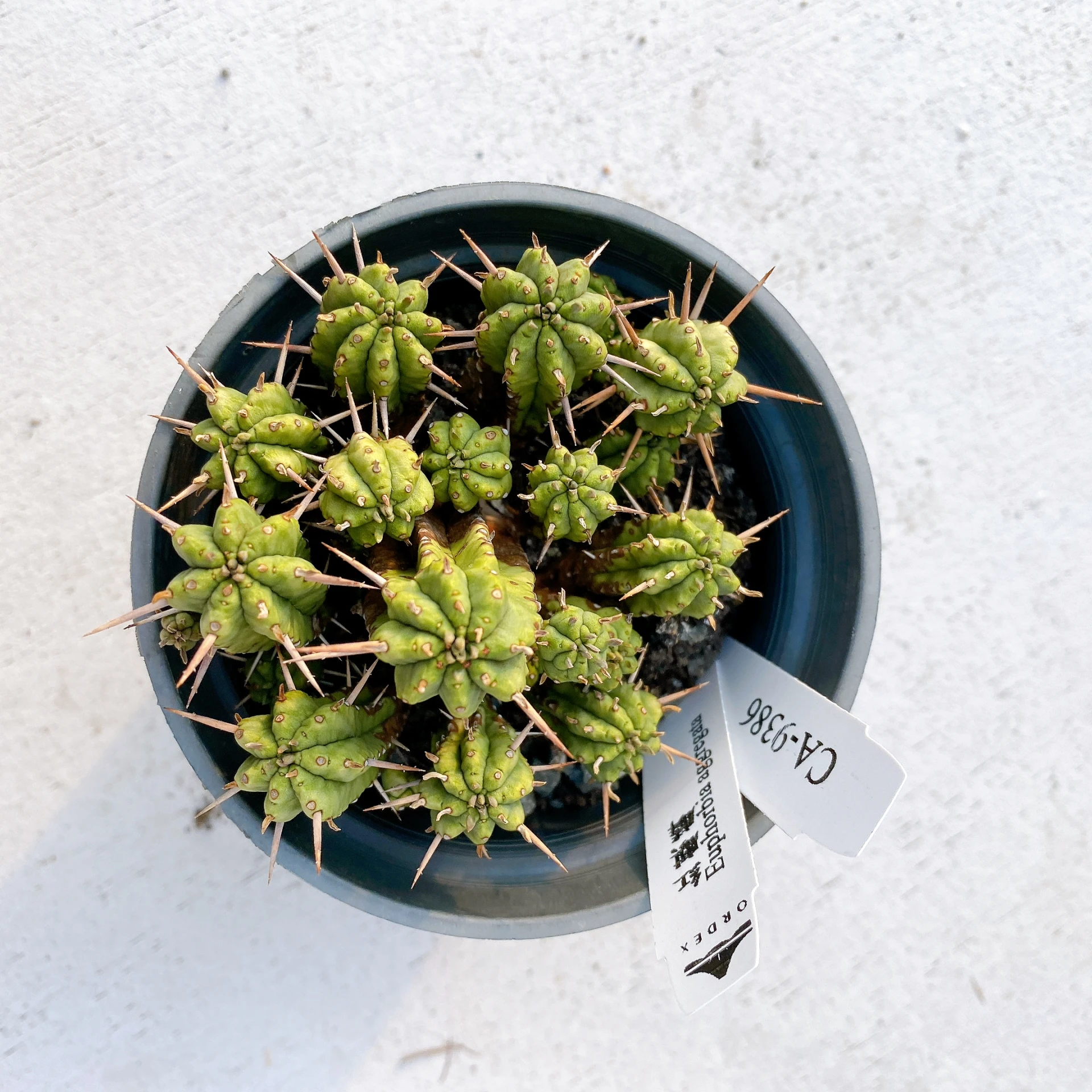 紅麒麟/圓麒麟 Euphorbia aggregata CA-9386