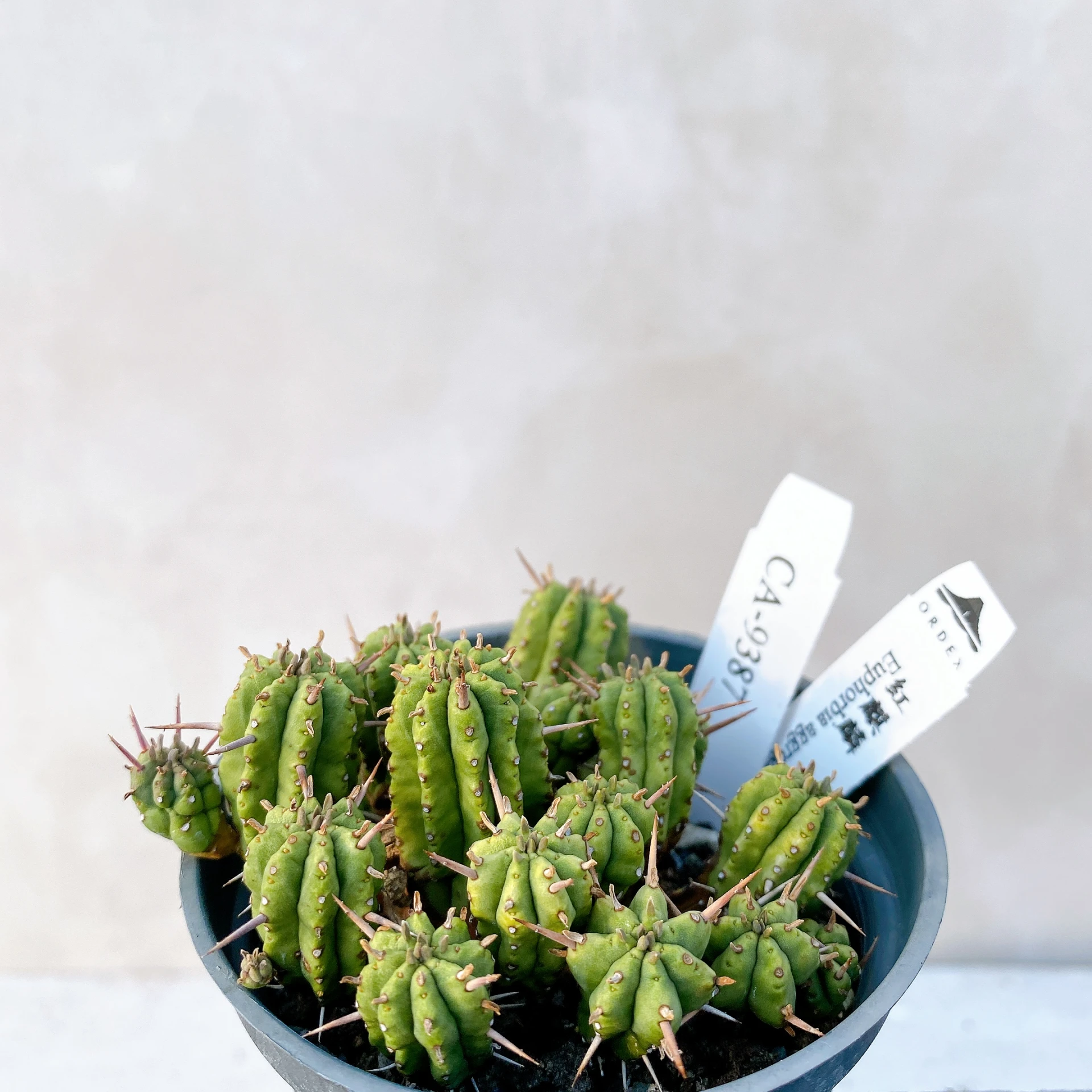 紅麒麟/圓麒麟 Euphorbia aggregata CA-9387