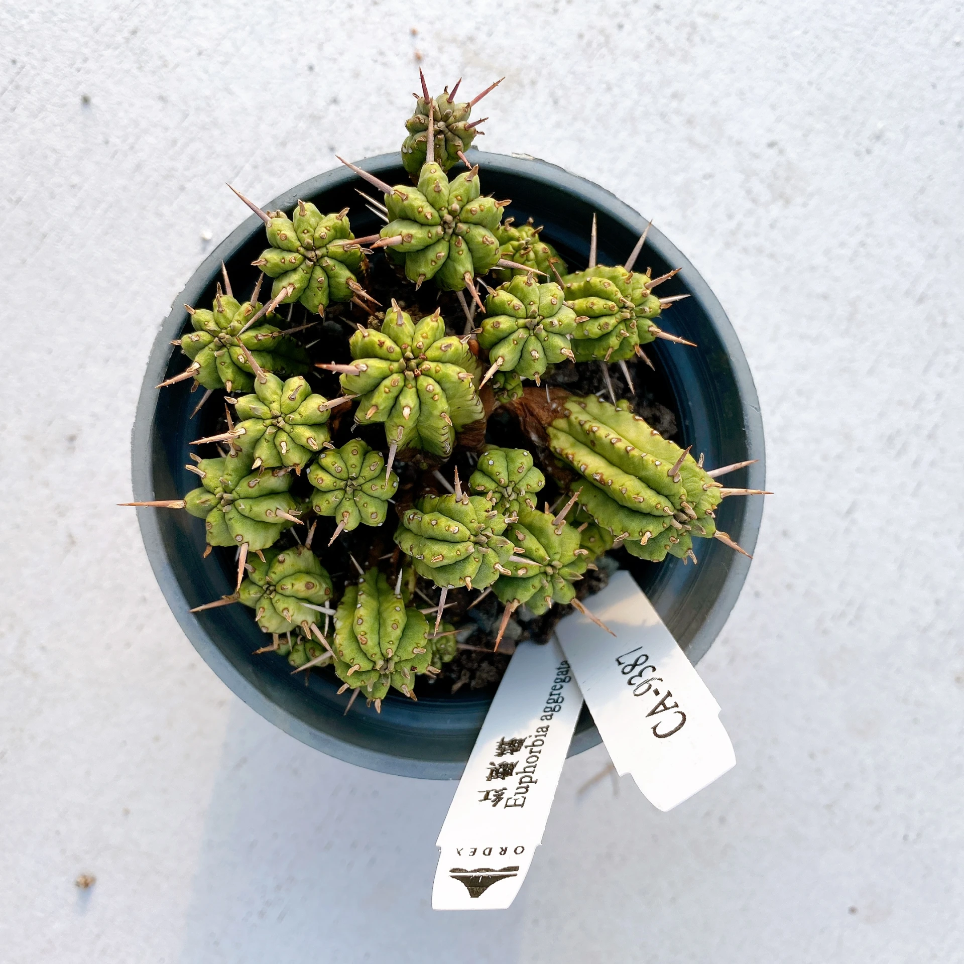 紅麒麟/圓麒麟 Euphorbia aggregata CA-9387