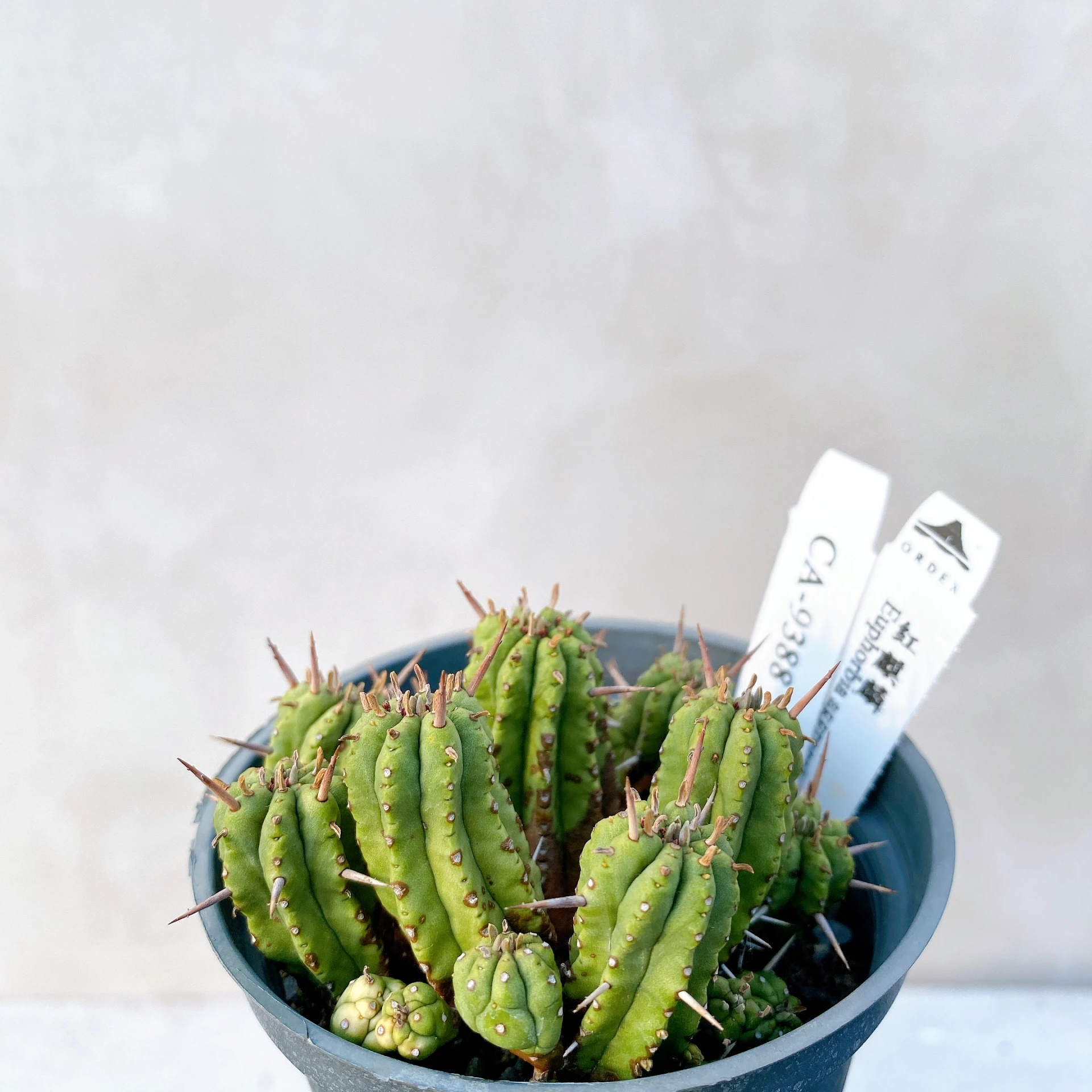 紅麒麟/圓麒麟 Euphorbia aggregata CA-9388