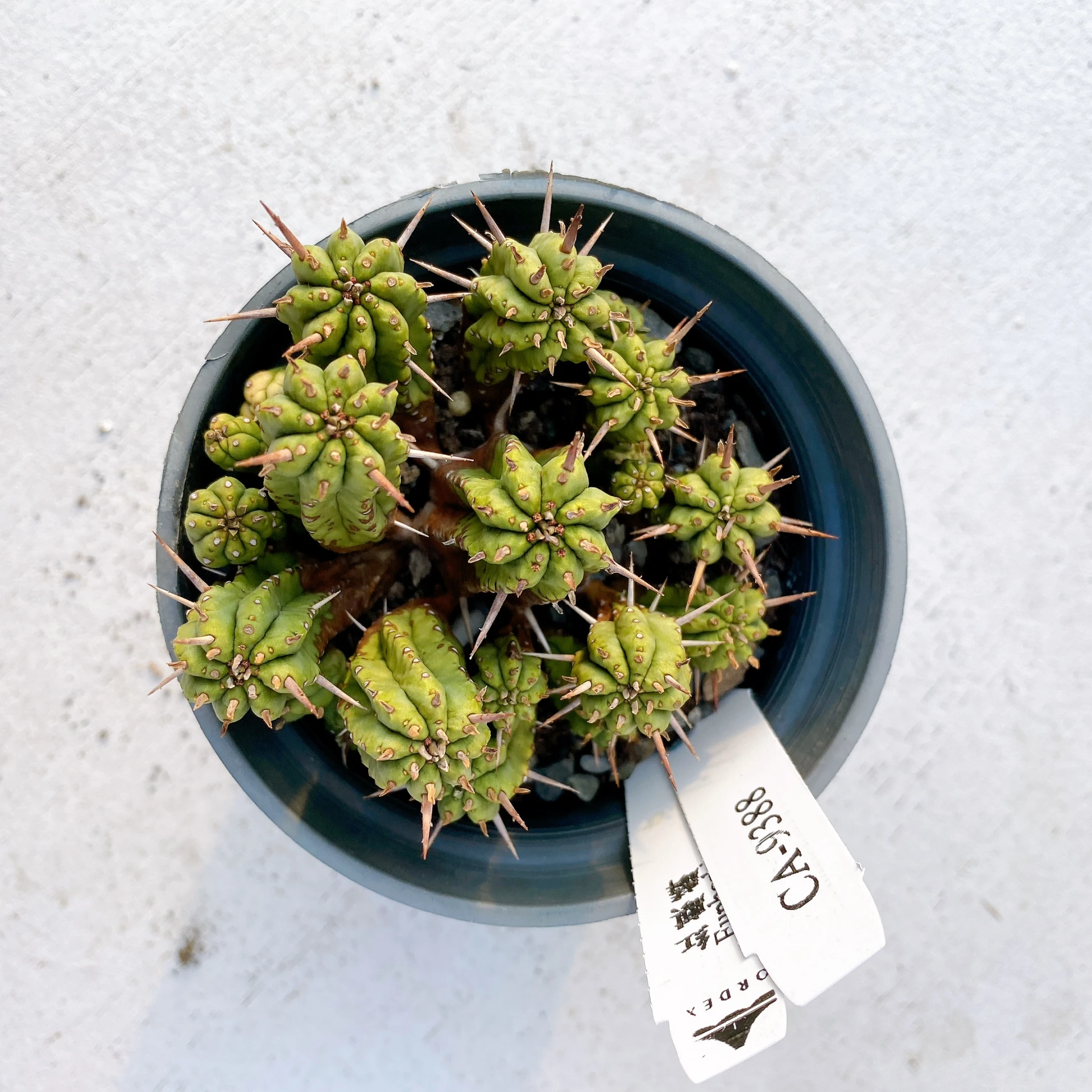 紅麒麟/圓麒麟 Euphorbia aggregata CA-9388