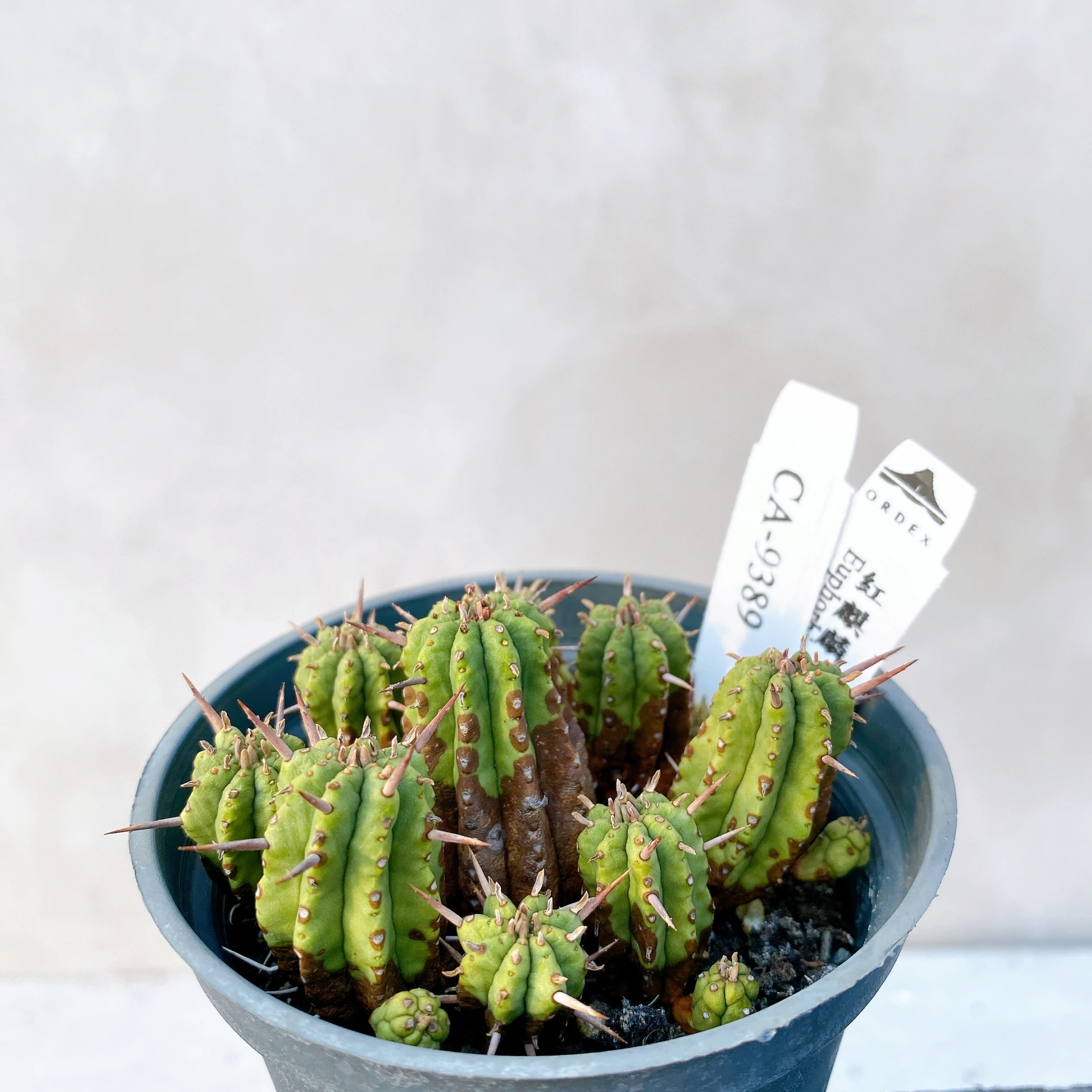 紅麒麟/圓麒麟 Euphorbia aggregata CA-9389